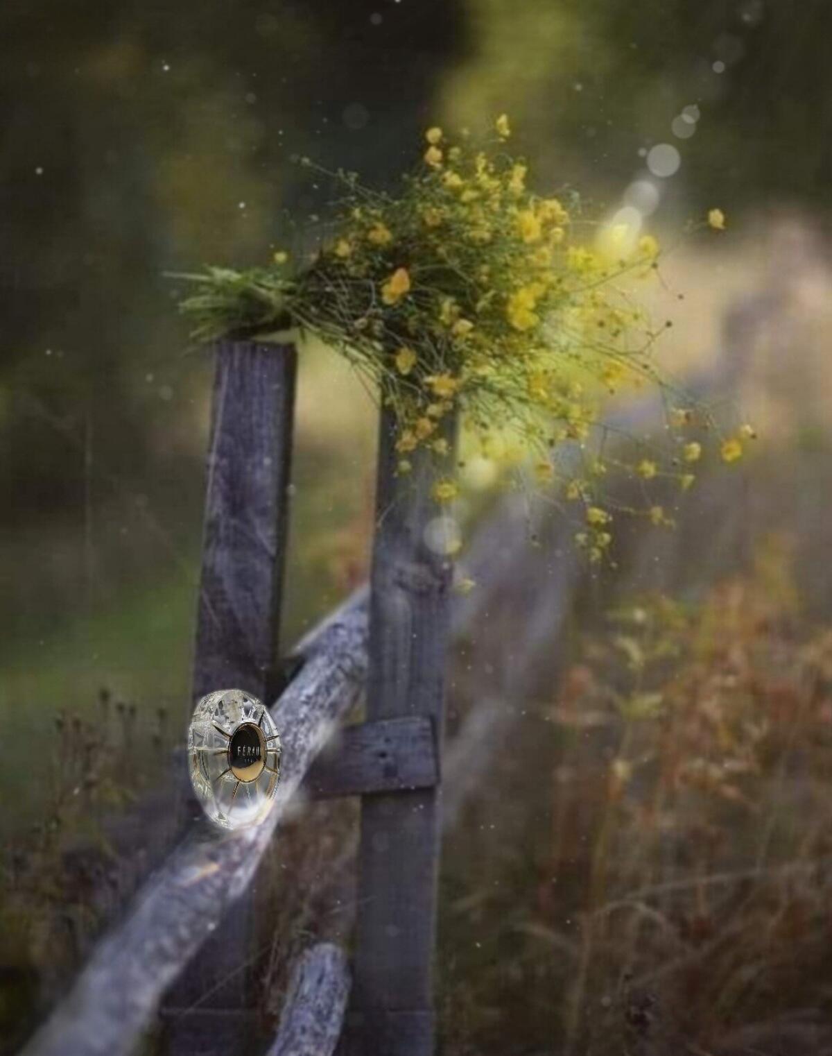 عطر ادکلن لویی فرود لویی فرود - Louis Feraud Louis Feraud - بررسی، قیمت و خرید