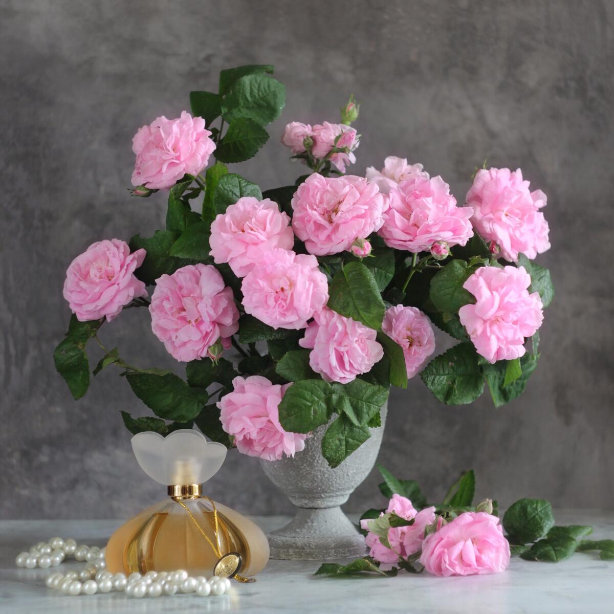 عطر ادکلن پرفیوم دور کریستال سنت مارتین - Parfum D'Or Kristel Saint Martin - بررسی، قیمت و خرید