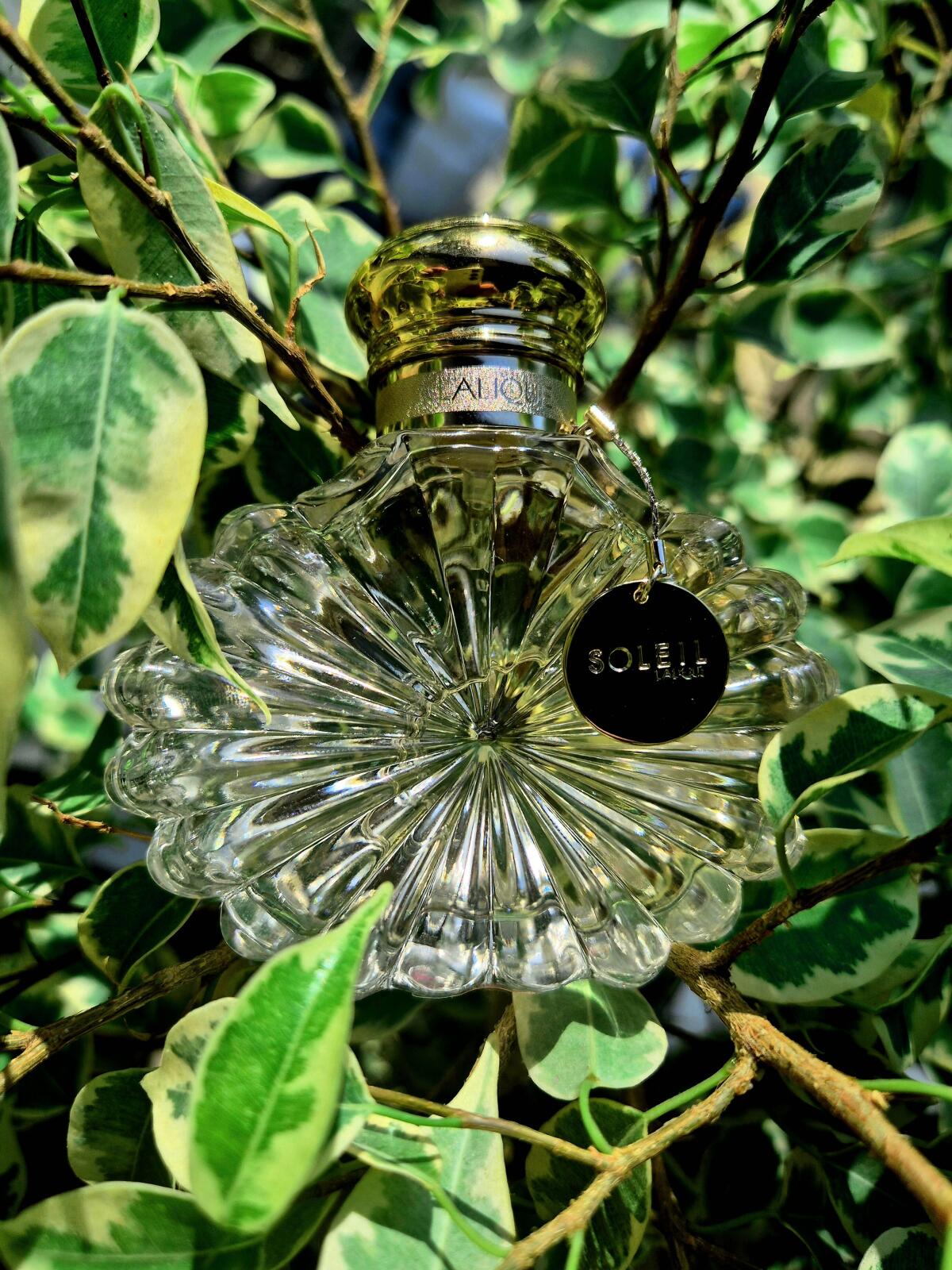 عطر ادکلن سولِی لالیک - Soleil Lalique - بررسی، قیمت و خرید