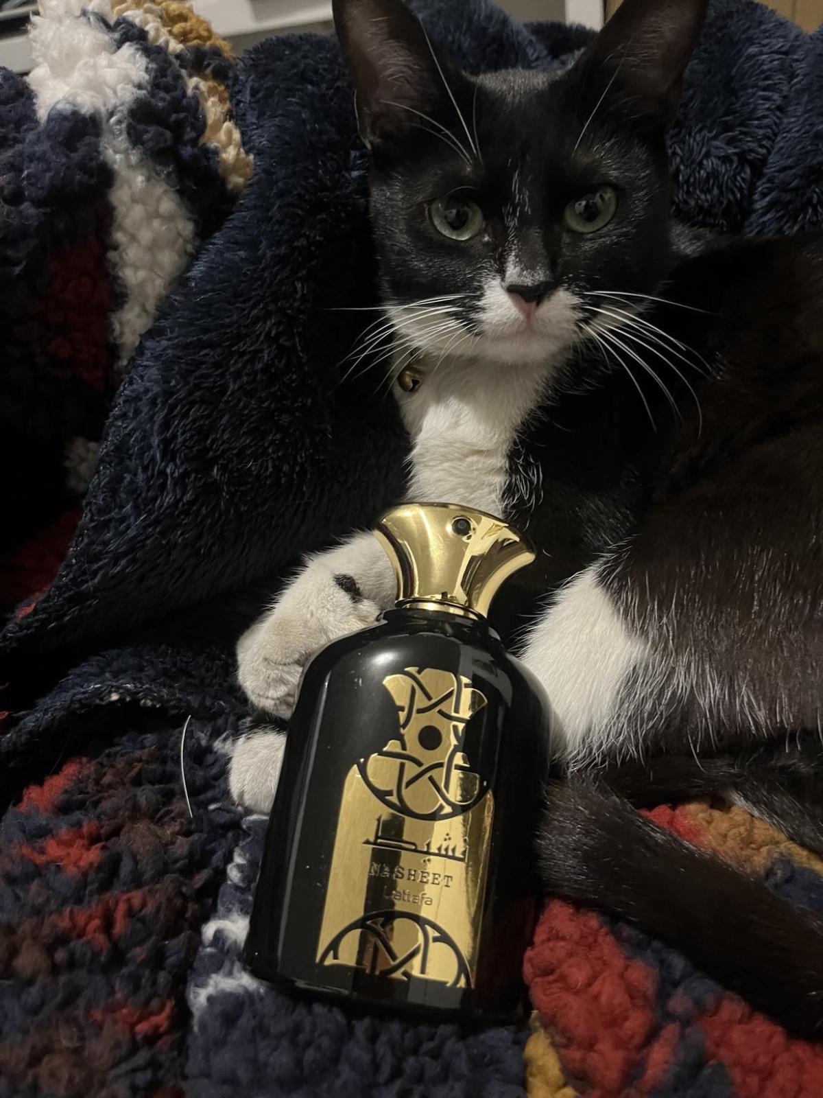 عطر ادکلن نشیت لتافا پرفیومز - Nasheet Lattafa Perfumes - بررسی، قیمت و خرید