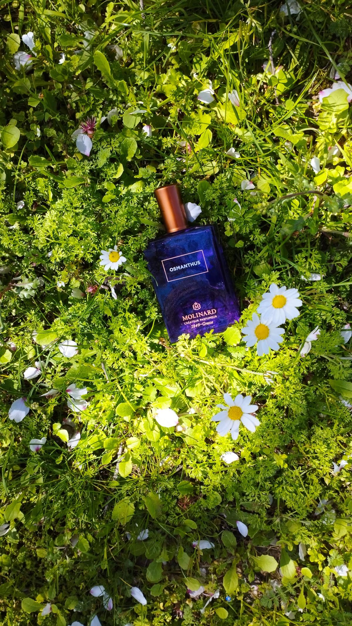 عطر ادکلن اوسمانتوس ادو پرفیوم مولینارد - Osmanthus Eau de Parfum Molinard - بررسی، قیمت و خرید