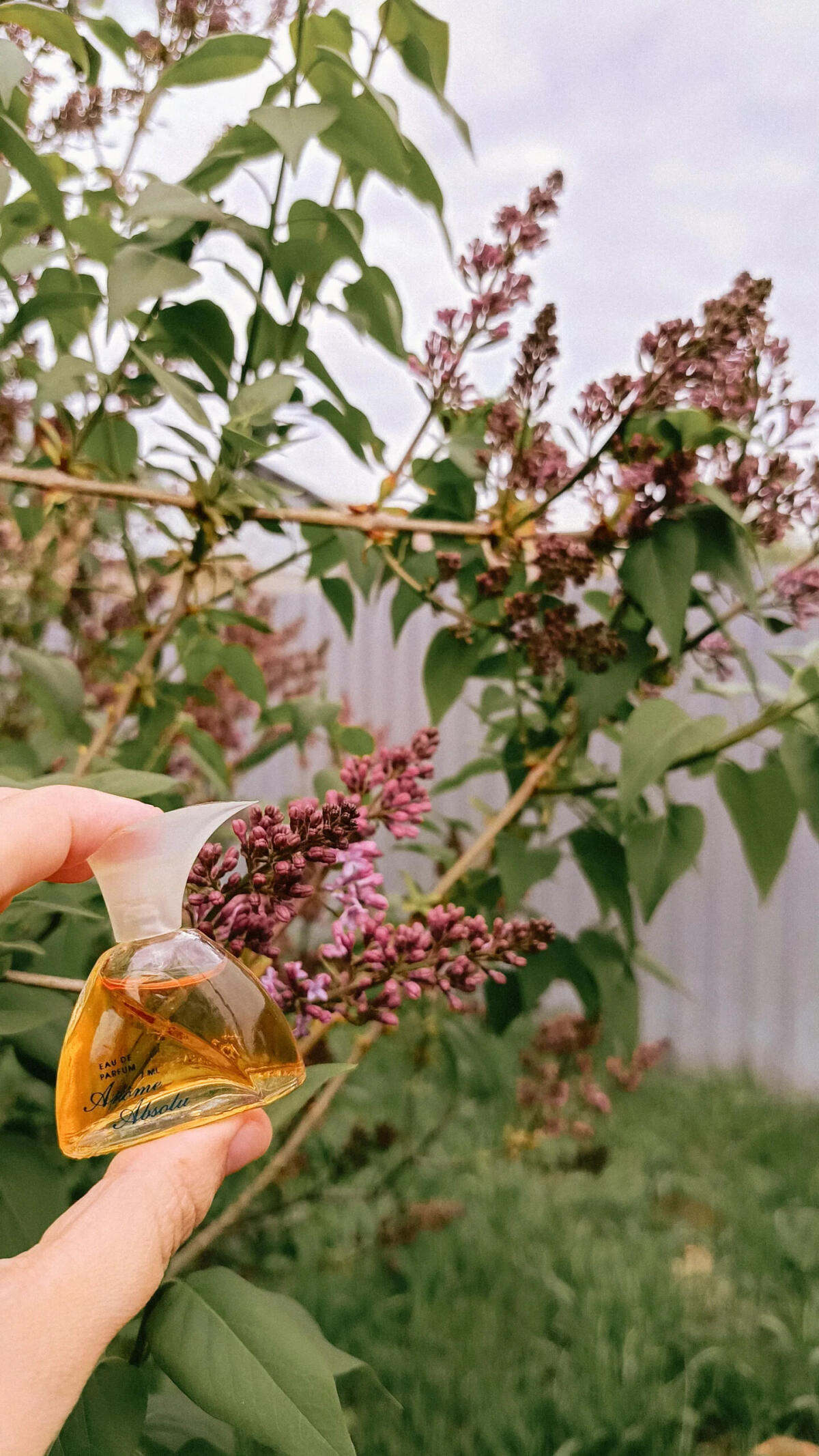 عطر ادکلن آروم ابسلو ژان آرتس - Arome Absolu Jeanne Arthes - بررسی، قیمت و خرید