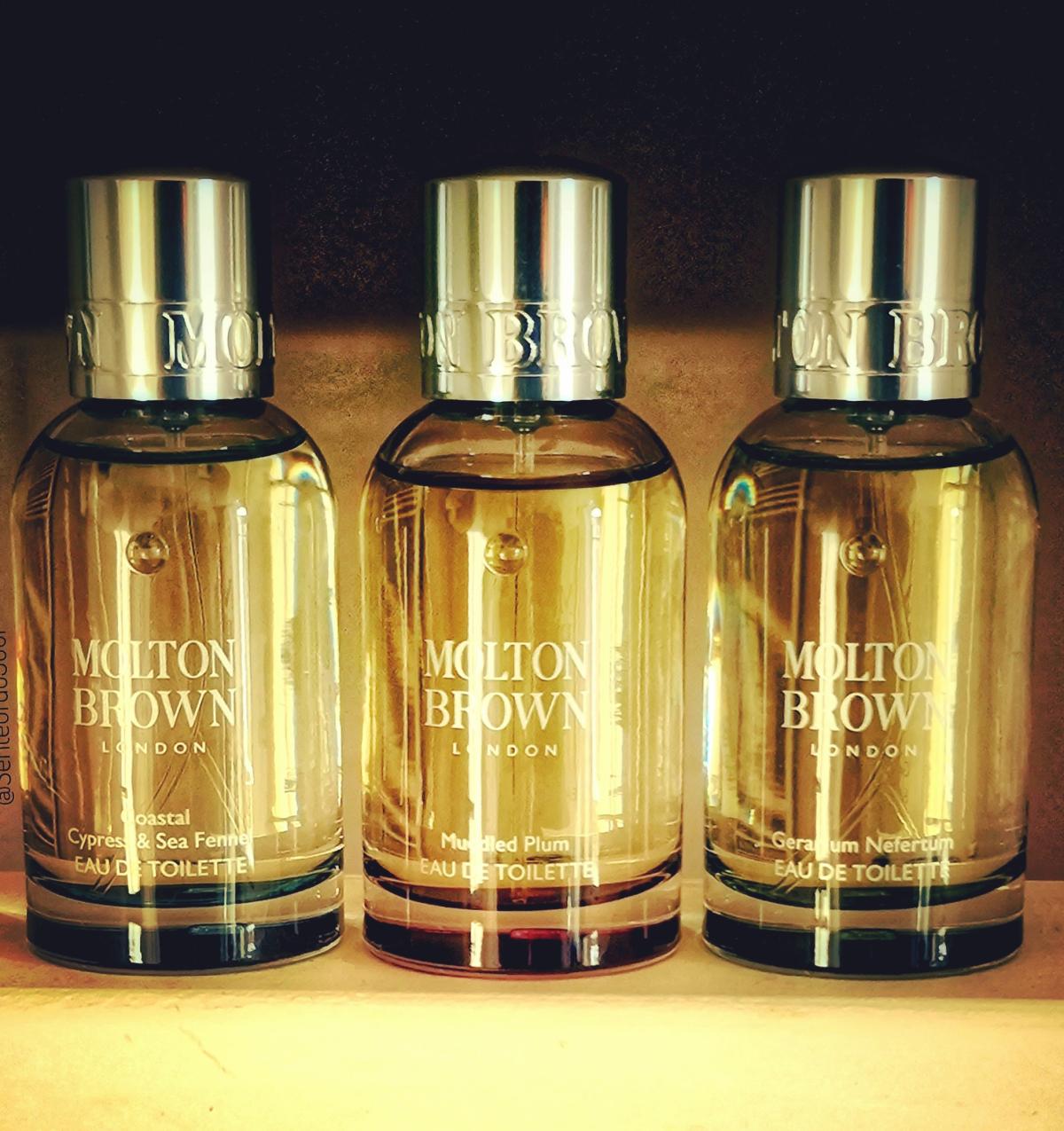 عطر ادکلن کوستال سایپرس اند سی فنل مولتون براون - Coastal Cypress & Sea Fennel Molton Brown - بررسی، قیمت و خرید