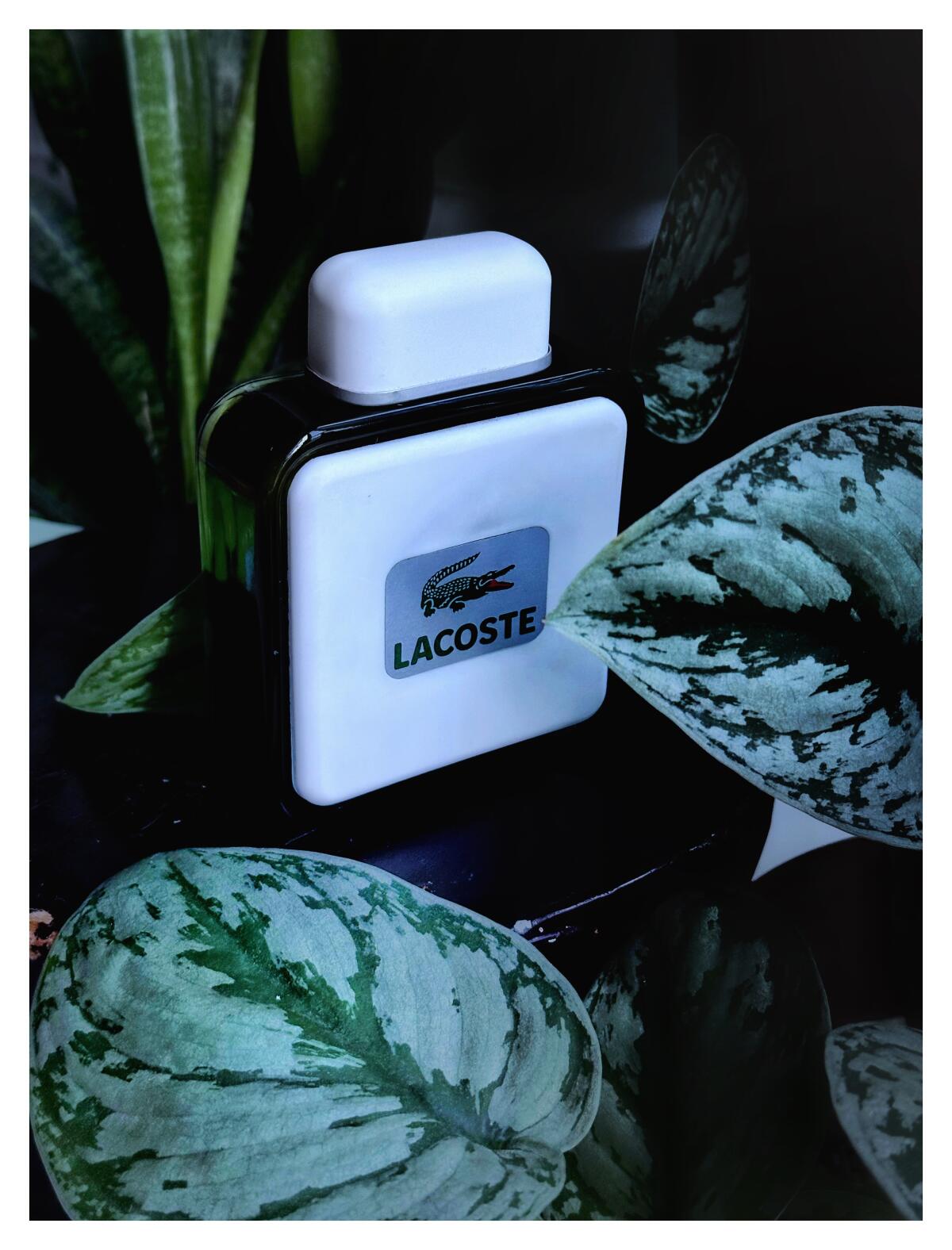 عطر ادکلن لاکست لاکوست فراگرنسز - Lacoste Lacoste Fragrances - بررسی، قیمت و خرید
