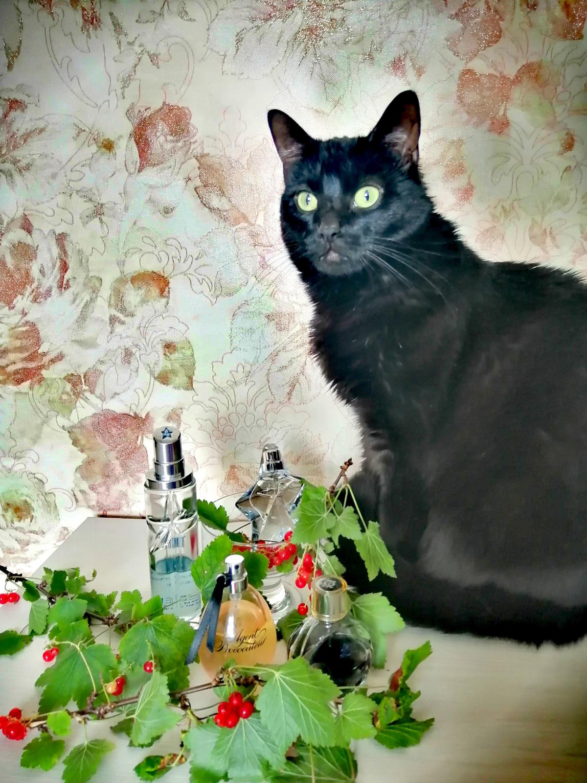 عطر ادکلن کوییزاس، کوییزاس، کوییزاس لویو - Quizas, Quizas, Quizas Loewe - بررسی، قیمت و خرید