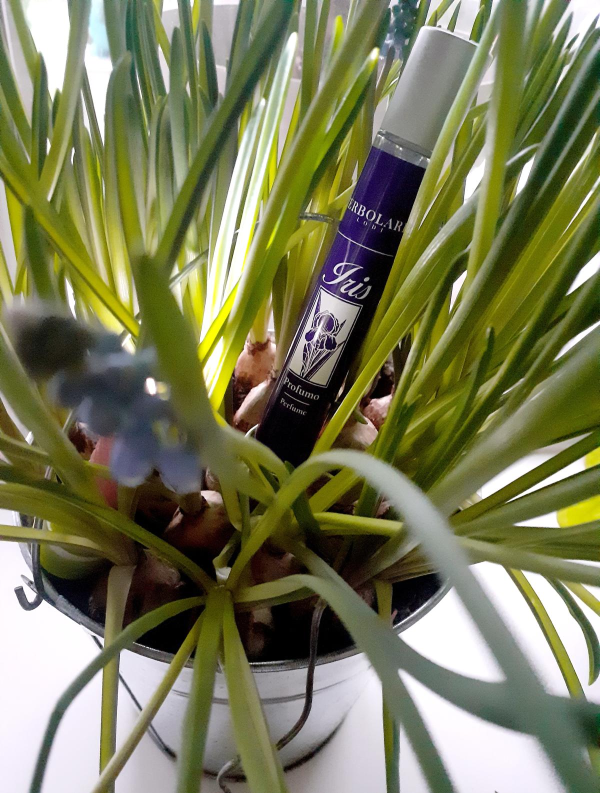 عطر ادکلن آیریس لِربولاریو - Iris L'Erbolario - بررسی، قیمت و خرید