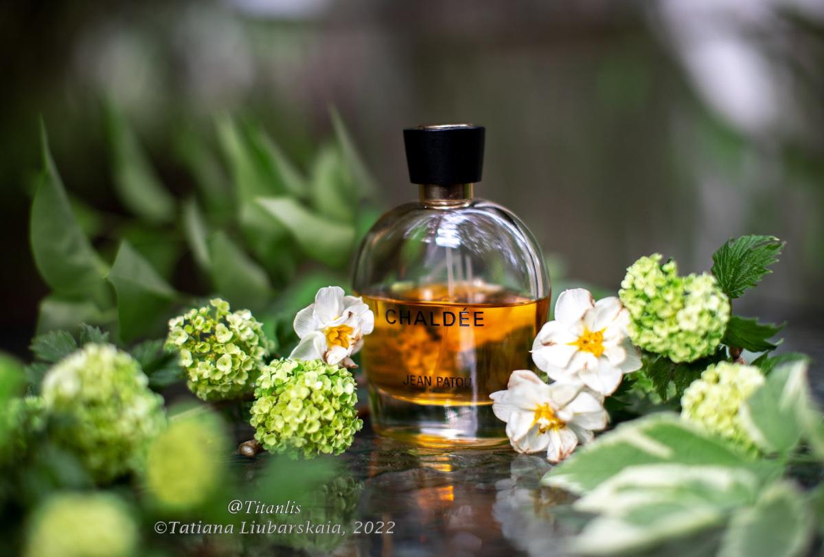 عطر ادکلن کالکشن هریتیج شالدی ژان پاتو - Collection Heritage Chaldée Jean Patou - بررسی، قیمت و خرید