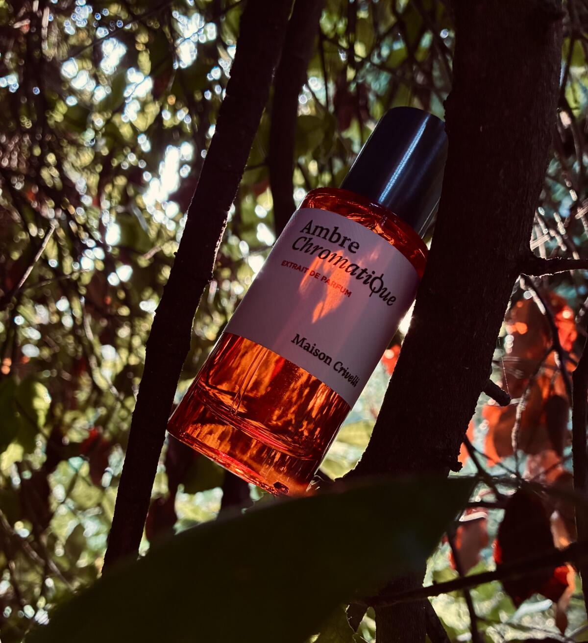 عطر ادکلن امبر کروماتیک میسون کریولی - Ambre Chromatique Maison Crivelli - بررسی، قیمت و خرید