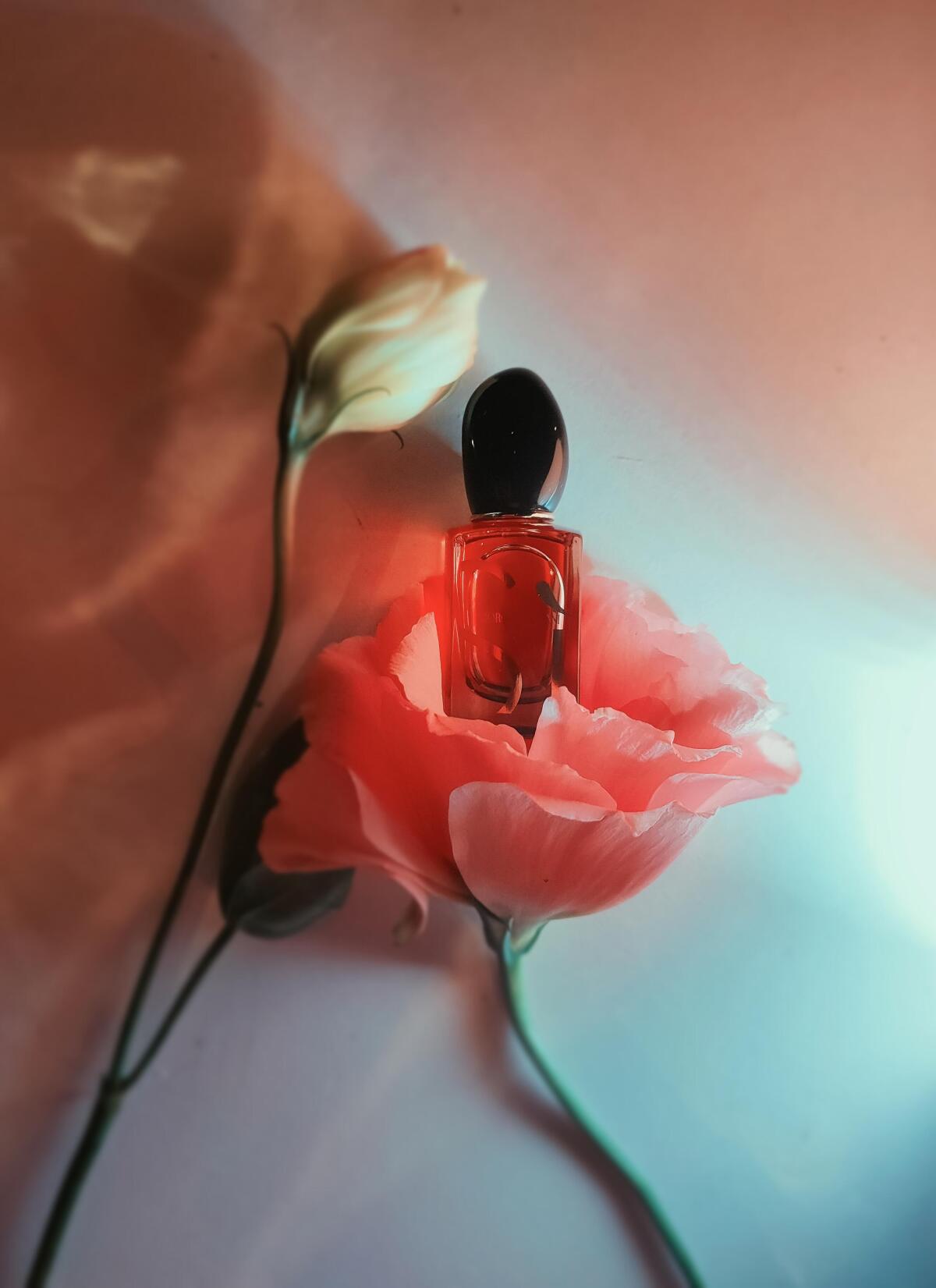 عطر ادکلن سی پارفوم جورجیو آرمانی - Sì Parfum Giorgio Armani - بررسی، قیمت و خرید