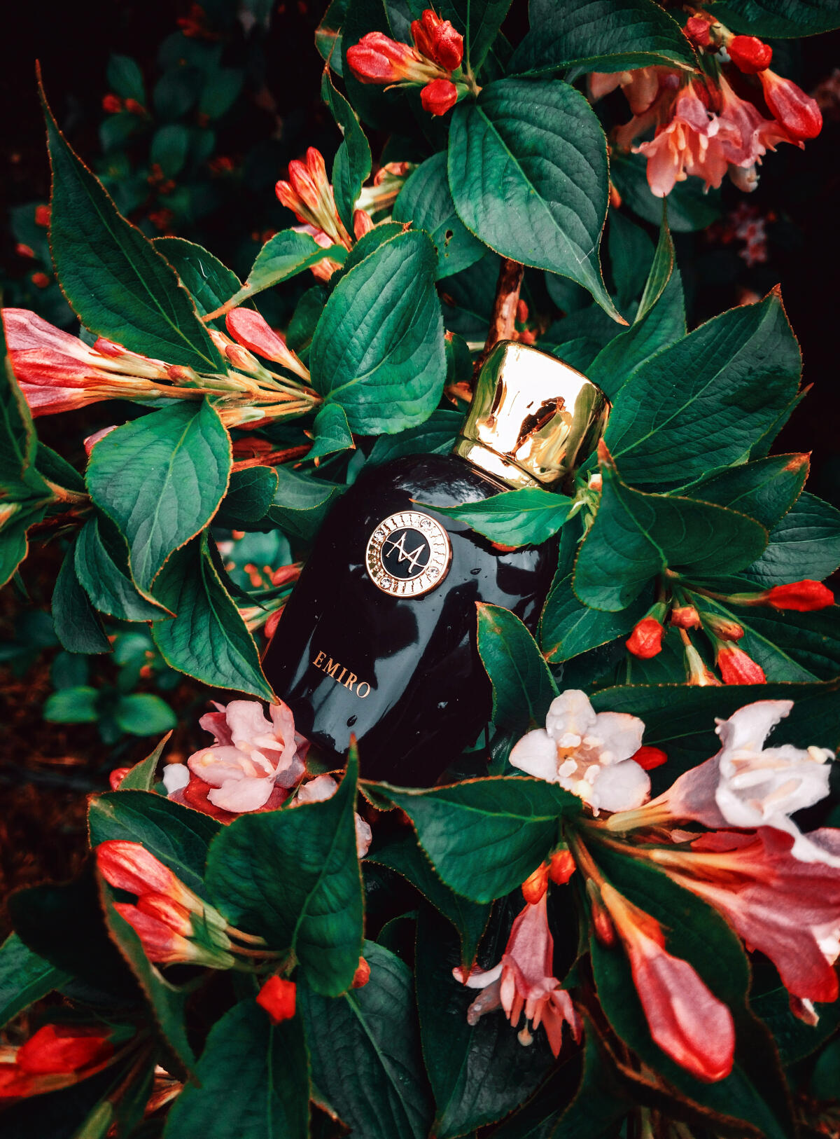 عطر ادکلن ایمیرو مورِسک - Emiro Moresque - بررسی، قیمت و خرید