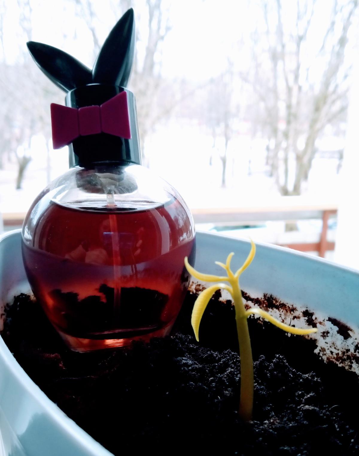 عطر ادکلن پلی ایت سکسی پین آپ پلی بوی - Play It Sexy Pin Up Playboy - بررسی، قیمت و خرید