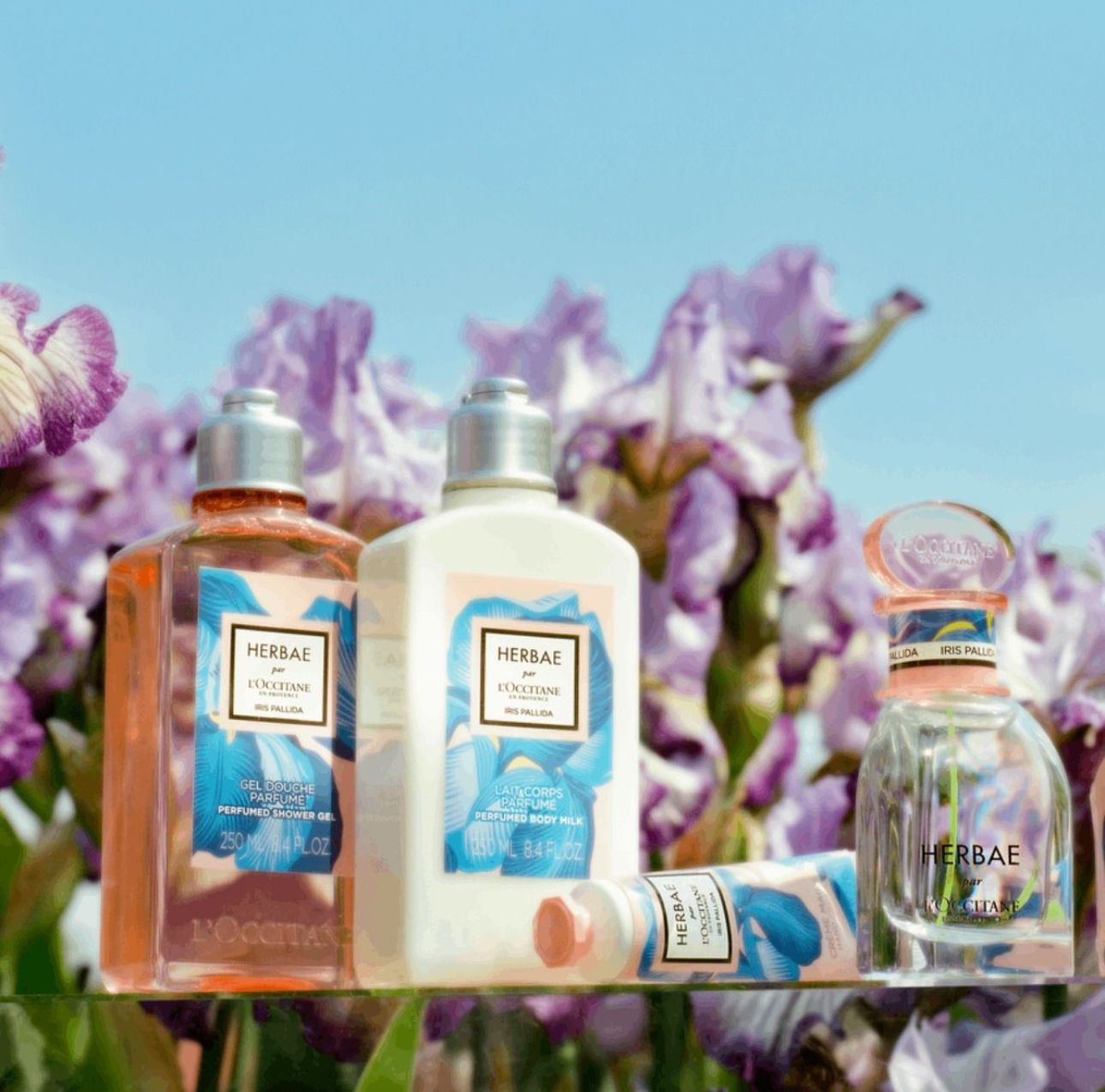 عطر ادکلن هربا آیریس پالیدا لوکسیتان ان پروانس - Herbae Iris Pallida L'Occitane en Provence - بررسی، قیمت و خرید