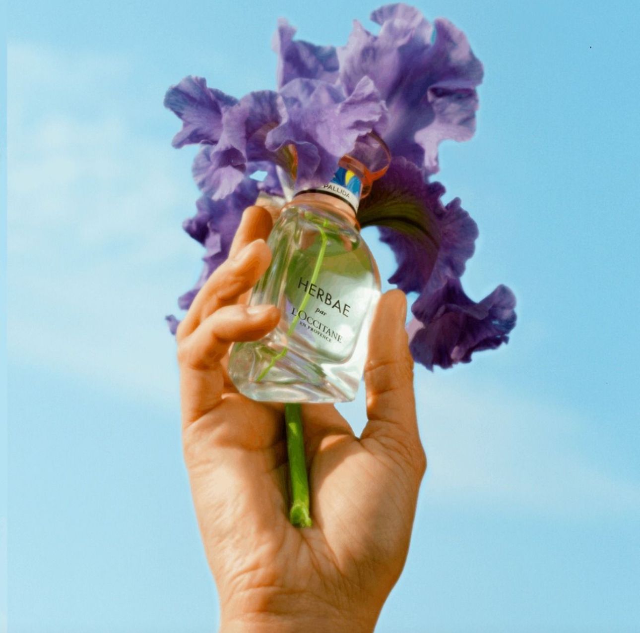 عطر ادکلن هربا آیریس پالیدا لوکسیتان ان پروانس - Herbae Iris Pallida L'Occitane en Provence - بررسی، قیمت و خرید