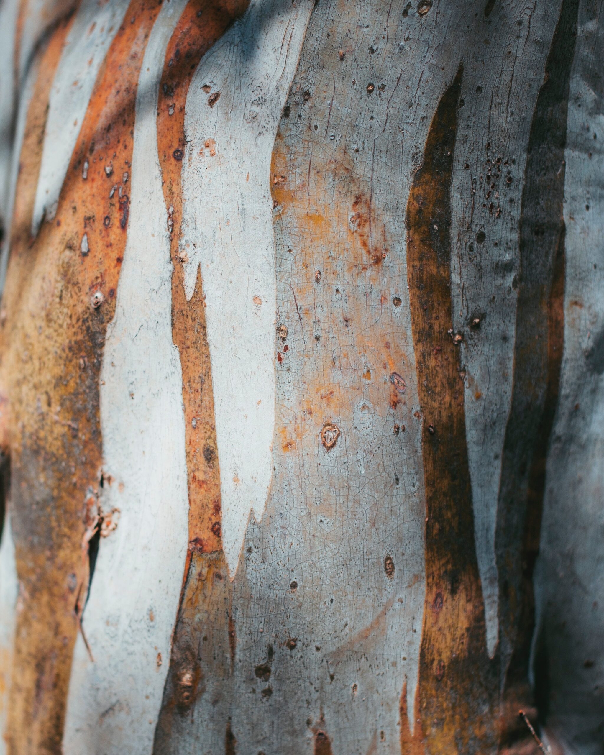 عطر ادکلن بوا دِ اندونزی مزون دو لازی - Bois D'Indonésie Maison de L'Asie - بررسی، قیمت و خرید