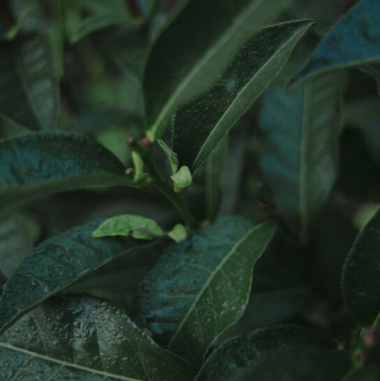 عطر ادکلن استیم پرفیومر اچ - Steam Perfumer H - بررسی، قیمت و خرید