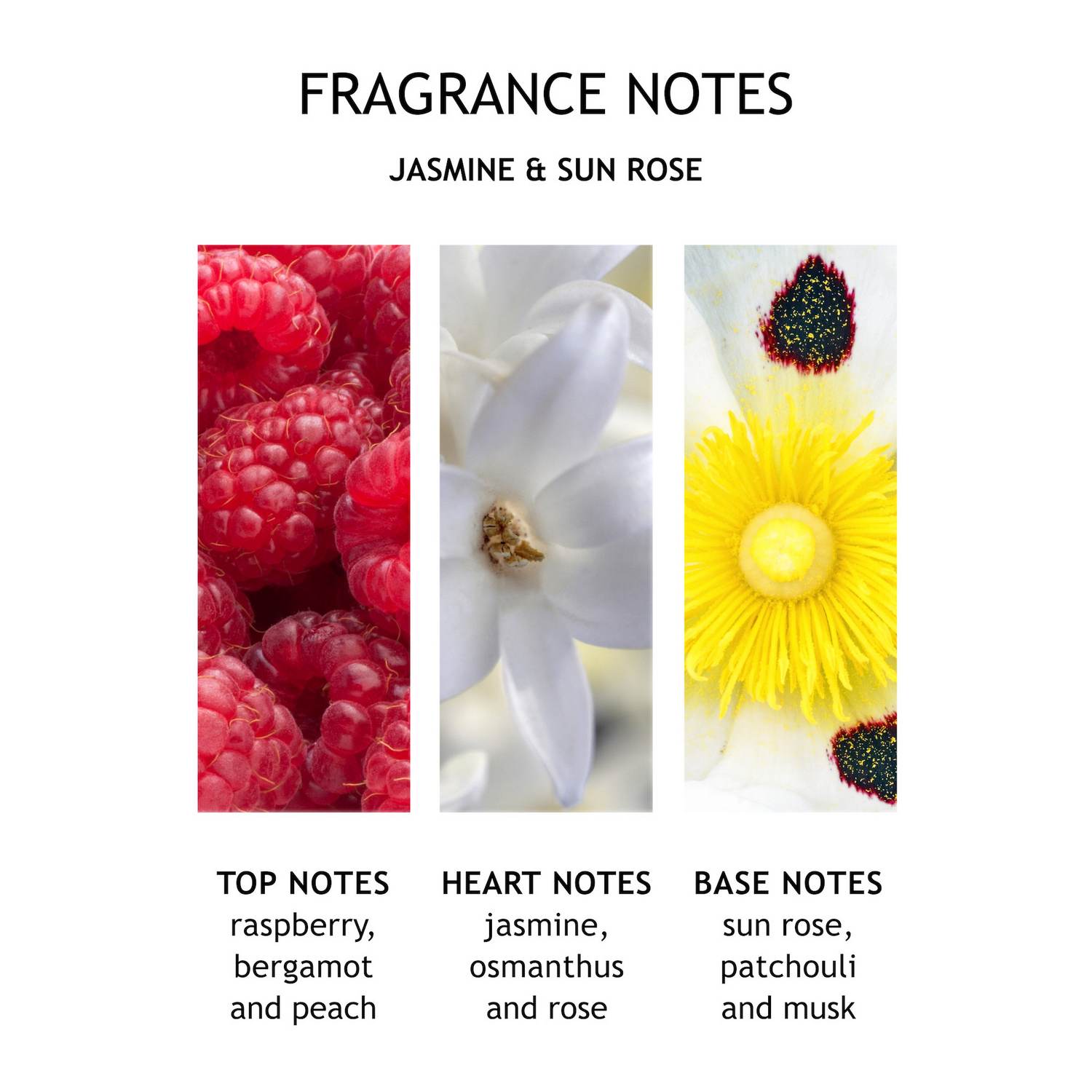 عطر ادکلن جسمن اند سان رز مولتون براون - Jasmine & Sun Rose Molton Brown - بررسی، قیمت و خرید