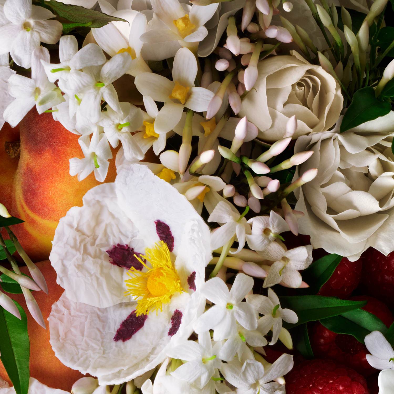 عطر ادکلن جسمن اند سان رز مولتون براون - Jasmine & Sun Rose Molton Brown - بررسی، قیمت و خرید