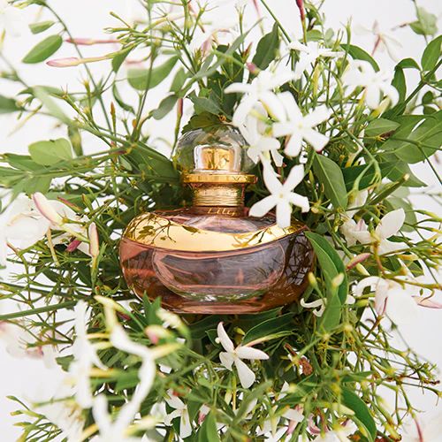 عطر ادکلن لیلی یونیک بای سارا ماتوس او بوتیکاریو - Lily Unique by Sara Matos O Boticário - بررسی، قیمت و خرید