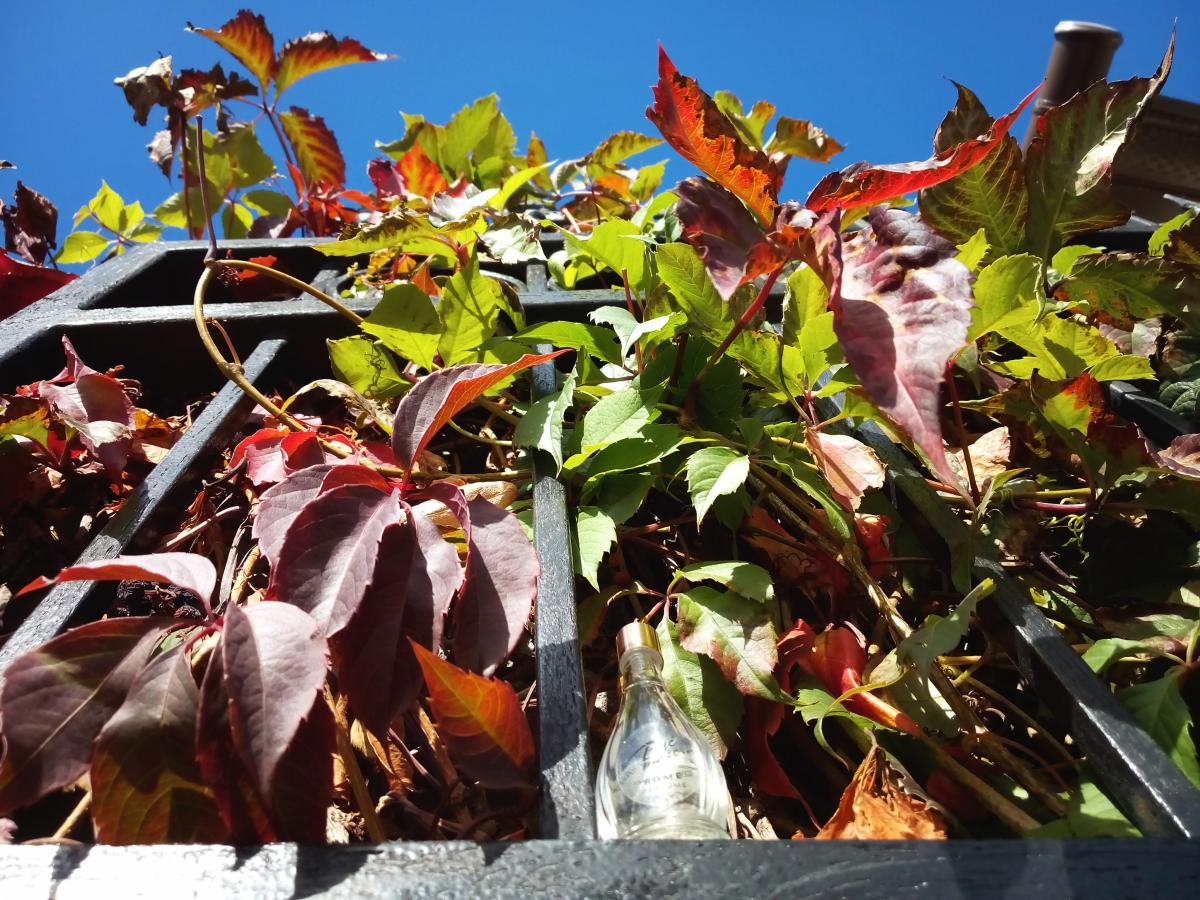 عطر ادکلن بایک موزه...رم میرکولوم - Byc Moze...Rome Miraculum - بررسی، قیمت و خرید