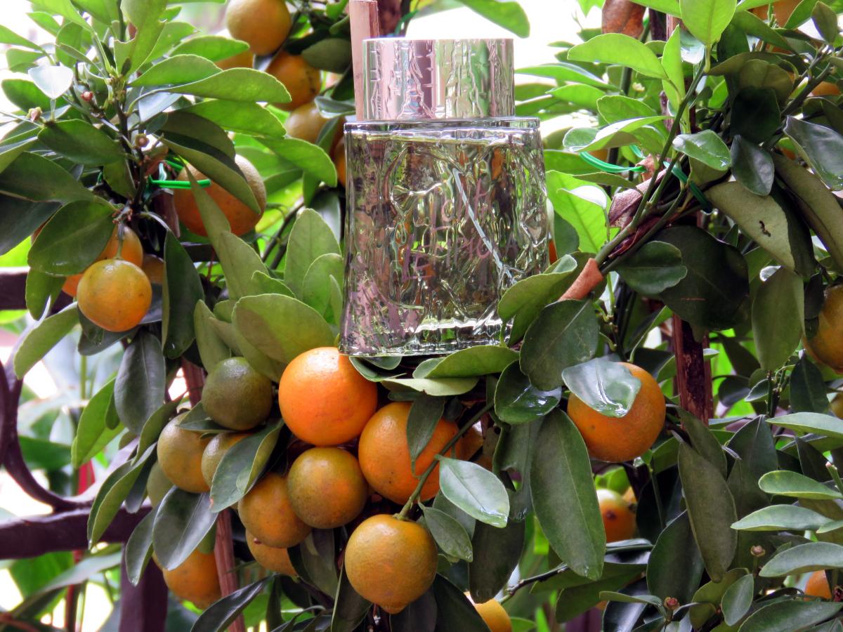 عطر ادکلن لو او مسکولین لولیتا لمپیکا - L'Eau au Masculin Lolita Lempicka - بررسی، قیمت و خرید