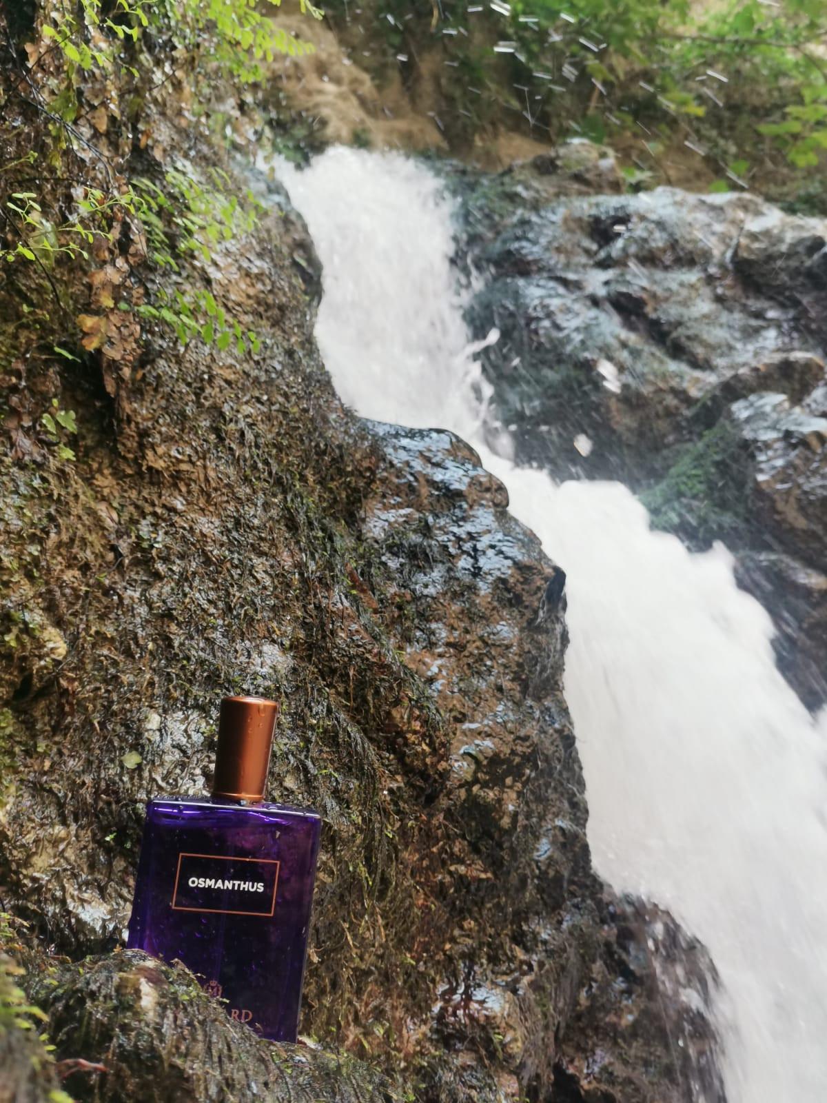 عطر ادکلن اوسمانتوس ادو پرفیوم مولینارد - Osmanthus Eau de Parfum Molinard - بررسی، قیمت و خرید