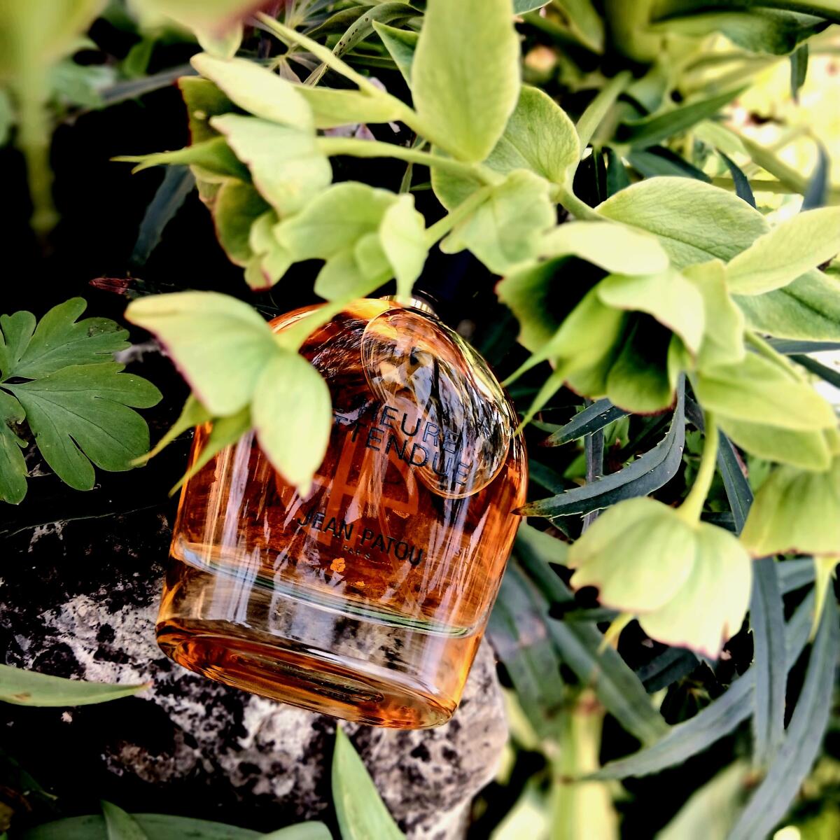 عطر ادکلن کالکشن هریتج لهر اتاندو ژان پاتو - Collection Heritage L'Heure Attendue Jean Patou - بررسی، قیمت و خرید