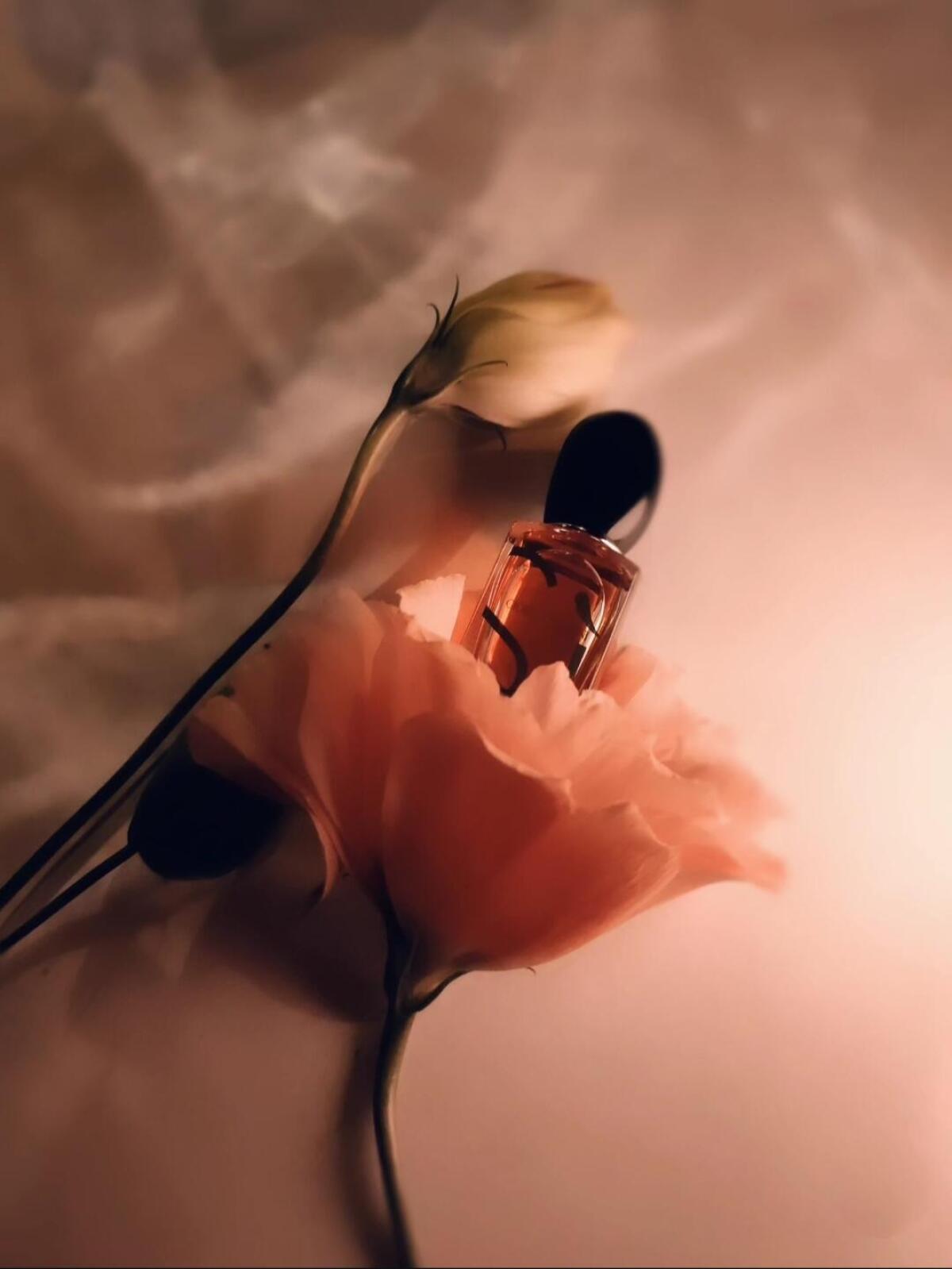 عطر ادکلن سی پارفوم جورجیو آرمانی - Sì Parfum Giorgio Armani - بررسی، قیمت و خرید