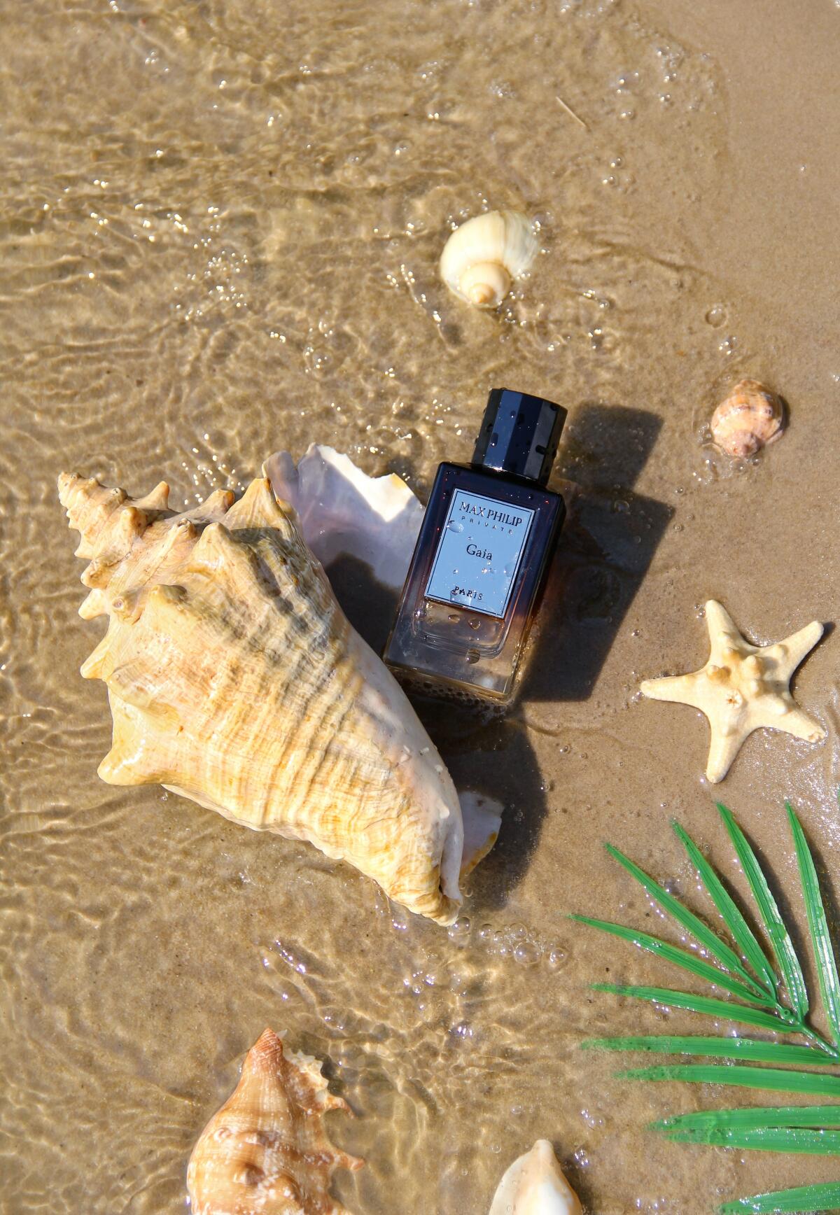 عطر ادکلن گایا مکس فیلیپ - Gaia Max Philip - بررسی، قیمت و خرید