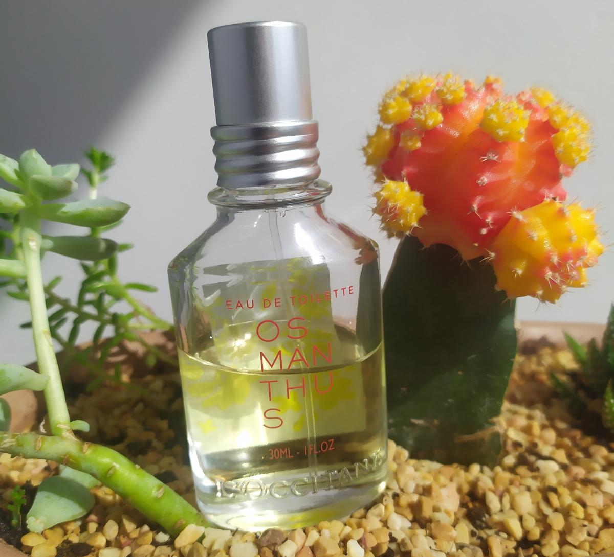 عطر ادکلن اسمانتوس لوکسیتان - Osmanthus L'Occitane en Provence - بررسی، قیمت و خرید
