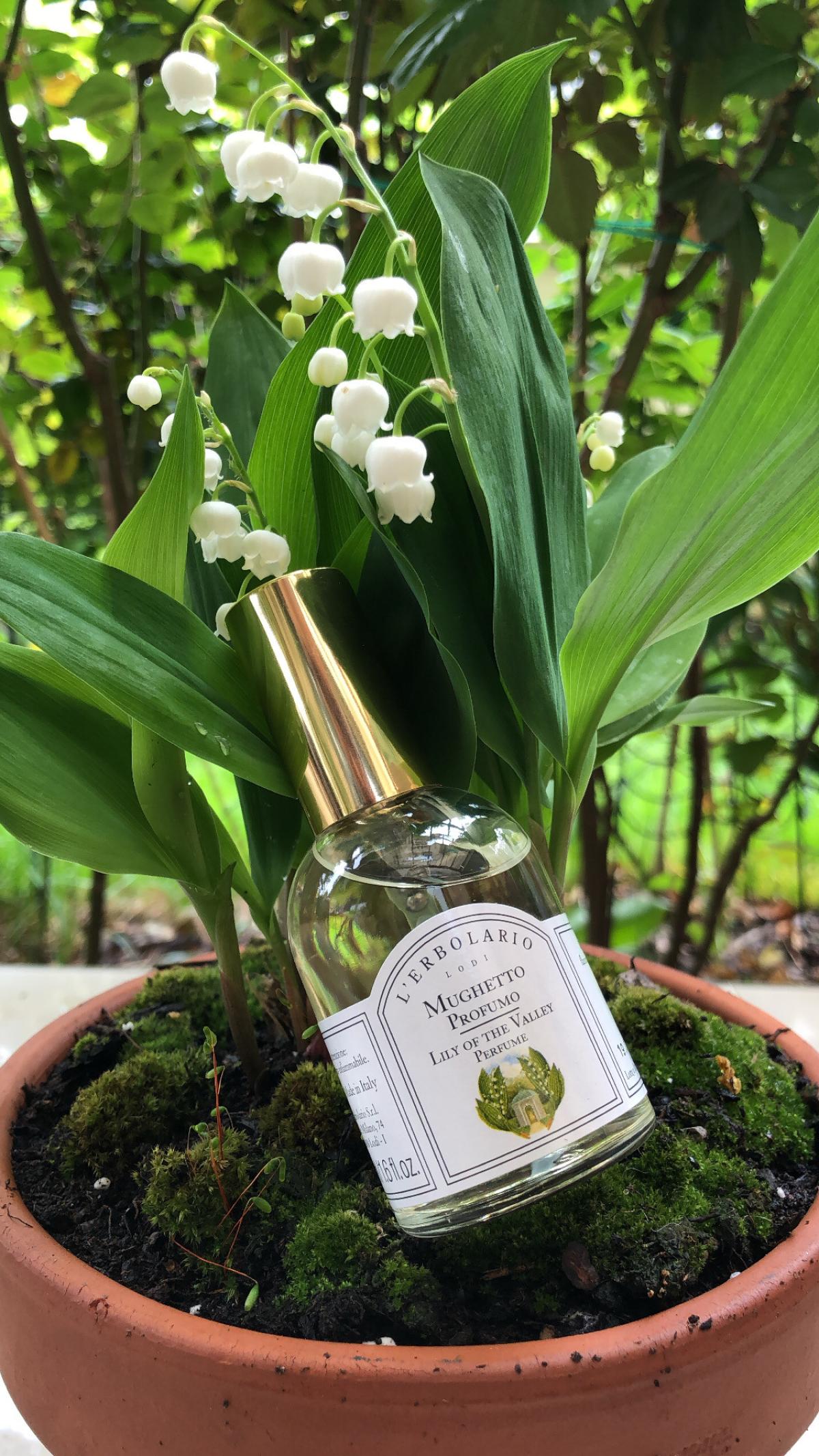 عطر ادکلن لیلی آو د والی لئربولاریو - Lily of the Valley L'Erbolario - بررسی، قیمت و خرید
