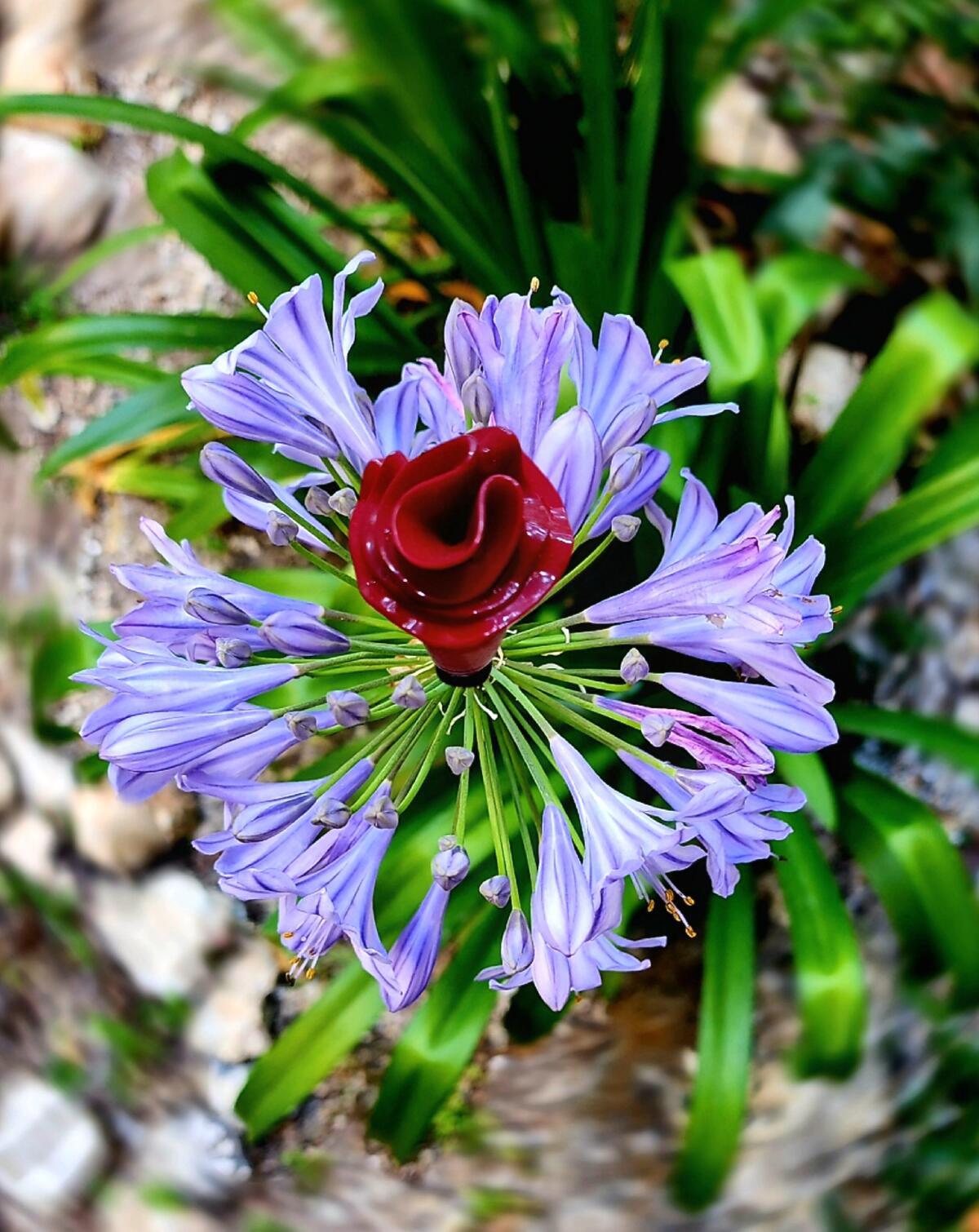 عطر ادکلن لولا مارک جیکوبز - Lola Marc Jacobs - بررسی، قیمت و خرید