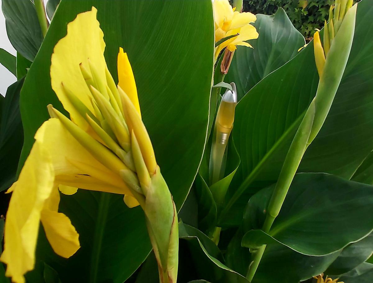 عطر ادکلن اورنج صحرا پوپا - Orange Sahara Pupa - بررسی، قیمت و خرید