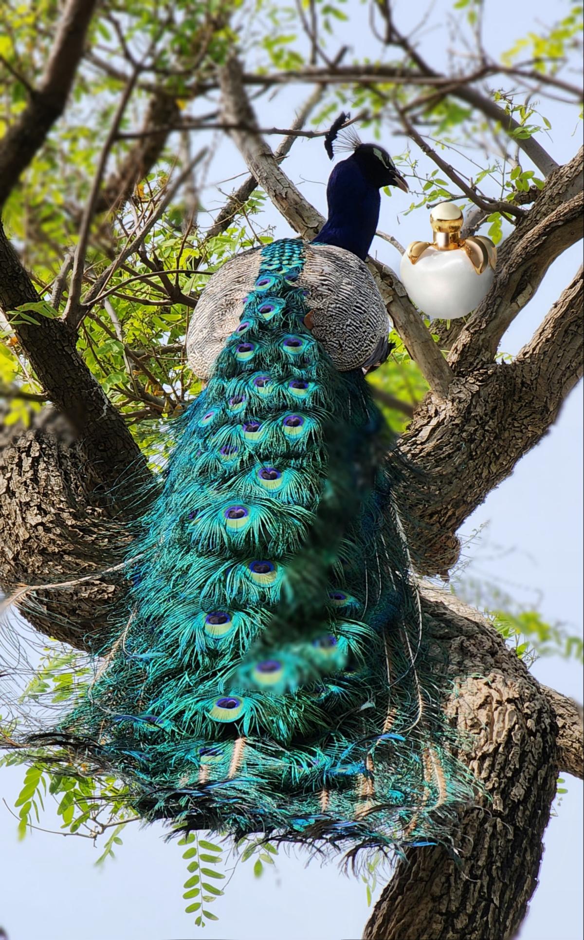 عطر ادکلن نینا اسنو پرنسس نینا ریچی - Nina Snow Princess Nina Ricci - بررسی، قیمت و خرید