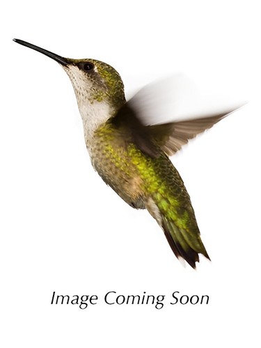 عطر ادکلن هات تنشن الکتریک واتر کوکای - Hot Tension Electric Water Kookai - بررسی، قیمت و خرید