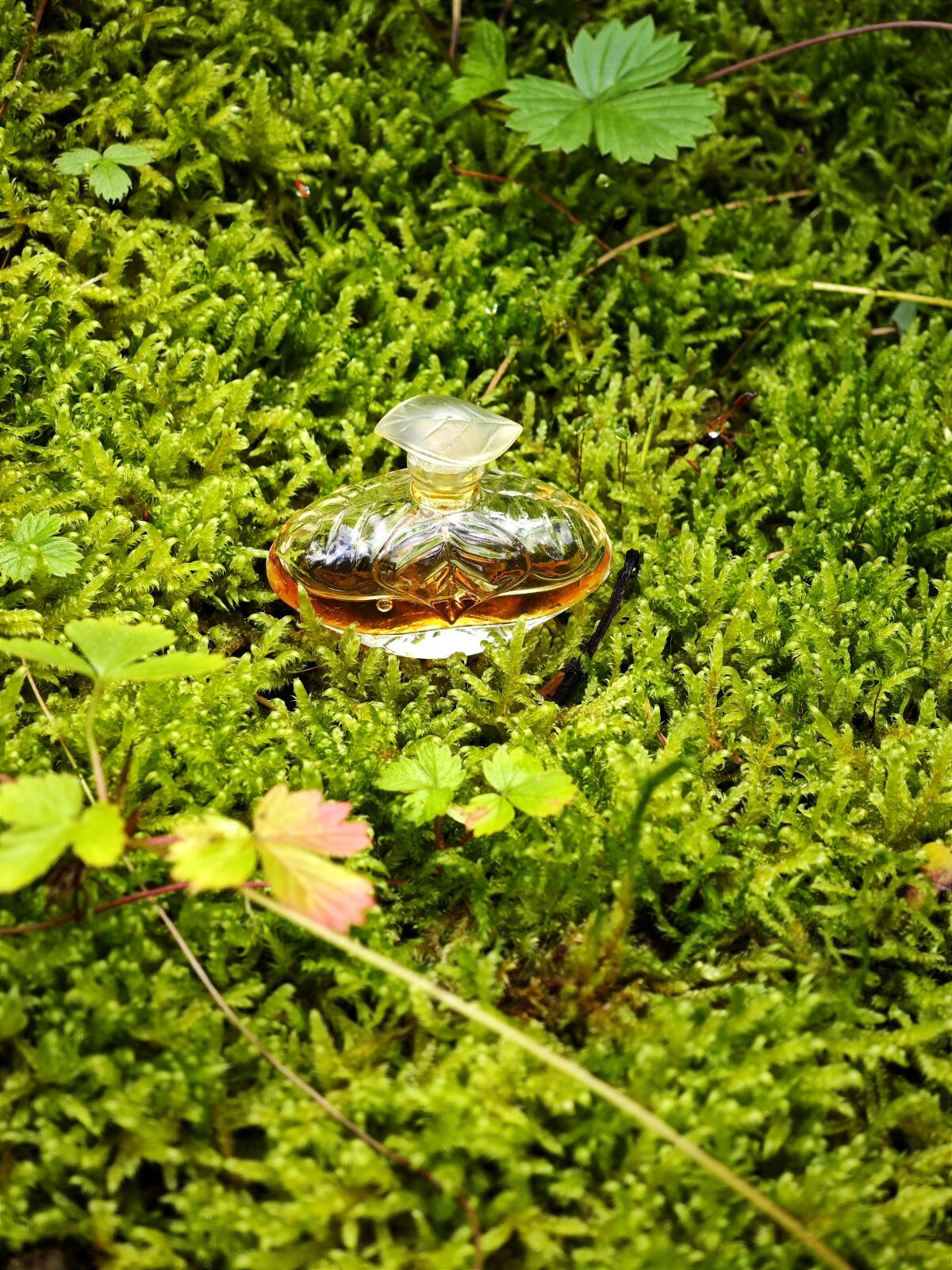 عطر ادکلن اِل لانچتی - Elle Lancetti - بررسی، قیمت و خرید