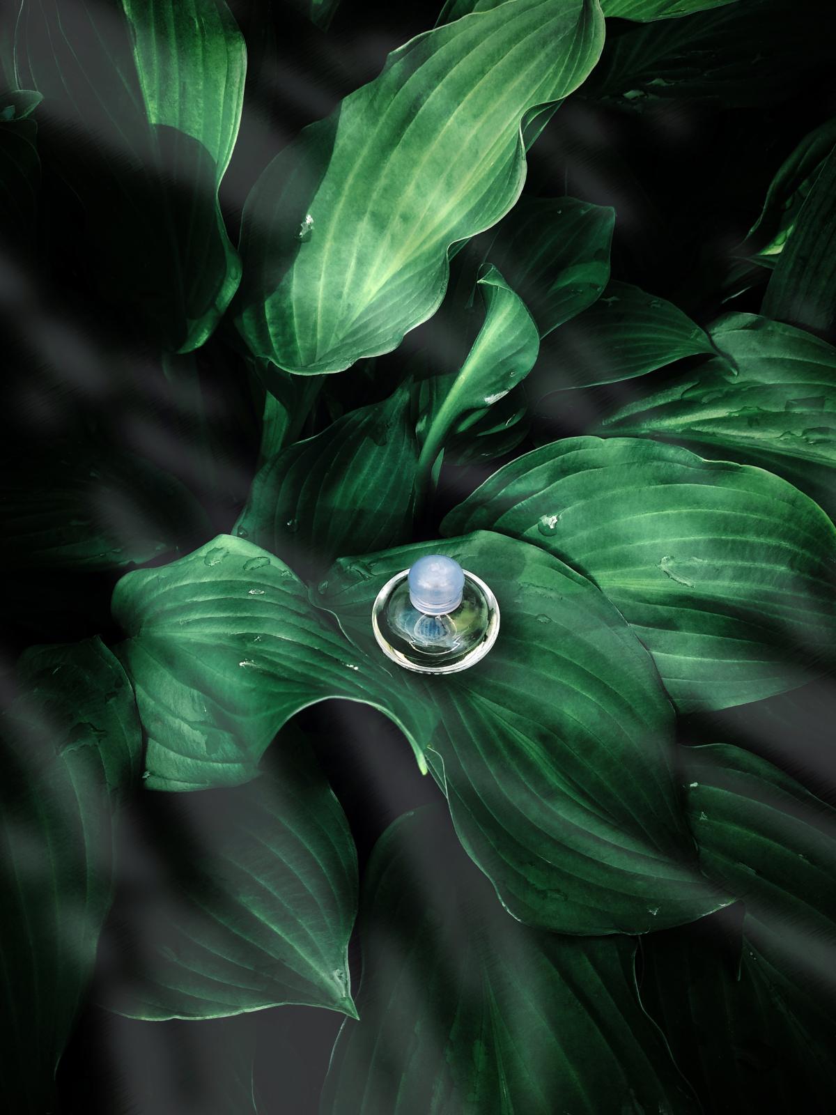 عطر ادکلن وولاره ویستریا اوریفلیم - Volare Wisteria Oriflame - بررسی، قیمت و خرید