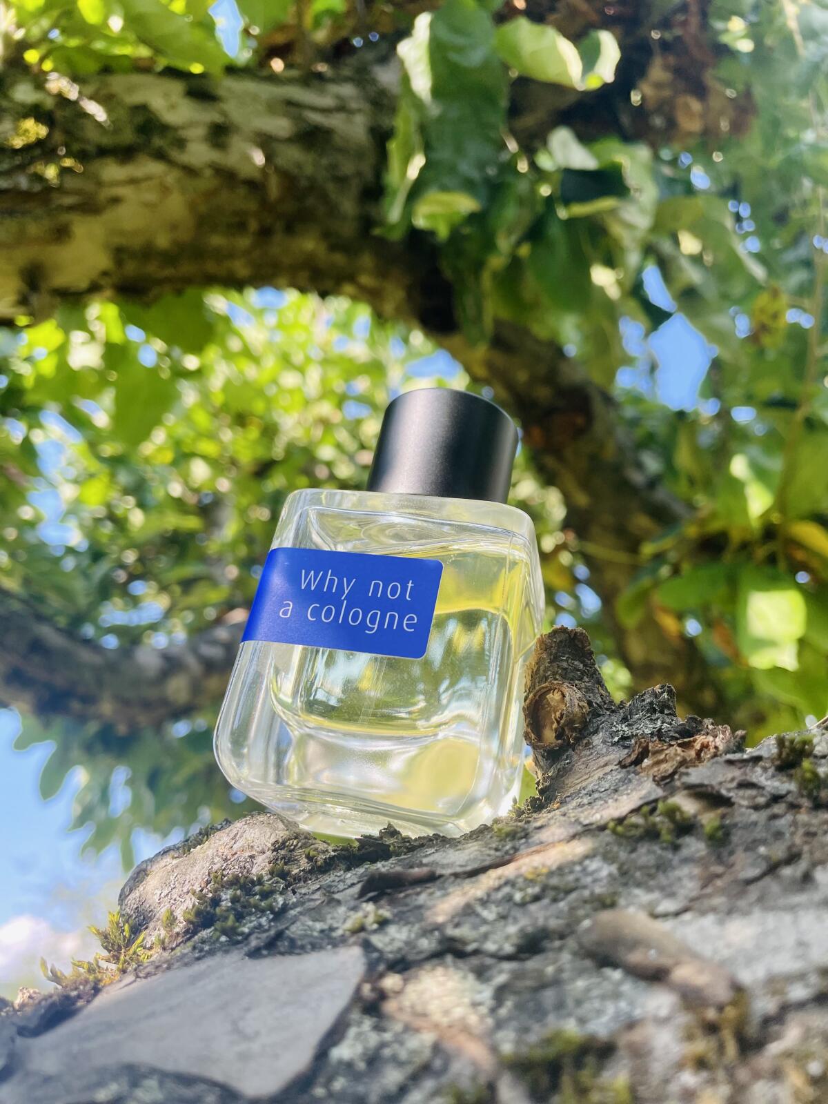 عطر ادکلن وای نات ا کلون مارک باکستون - Why Not A Cologne Mark Buxton - بررسی، قیمت و خرید