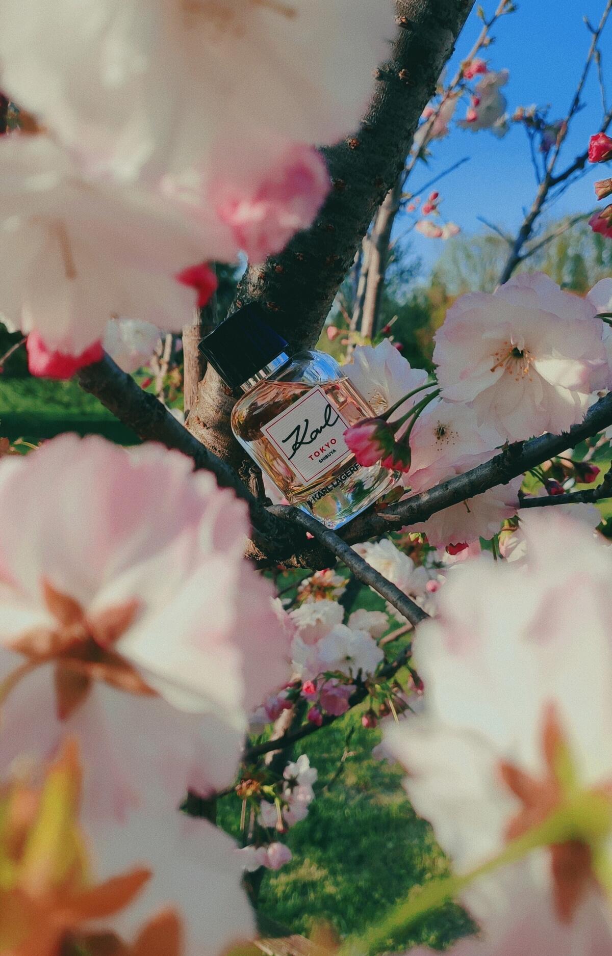 عطر ادکلن کارل توکیو شیبویا کارل لاگرفلد - Karl Tokyo Shibuya Karl Lagerfeld - بررسی، قیمت و خرید