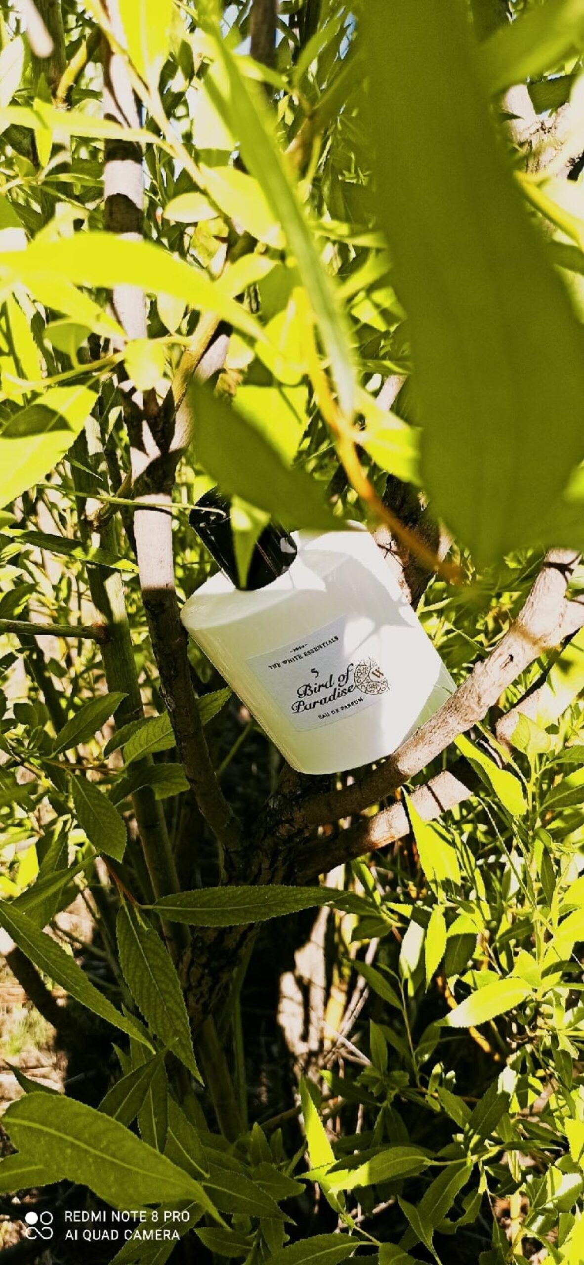 عطر ادکلن فایو برد آو پارادایز ژَردَنگ دُ پَرفیوم - 5 Bird Of Paradise Jardin de Parfums - بررسی، قیمت و خرید