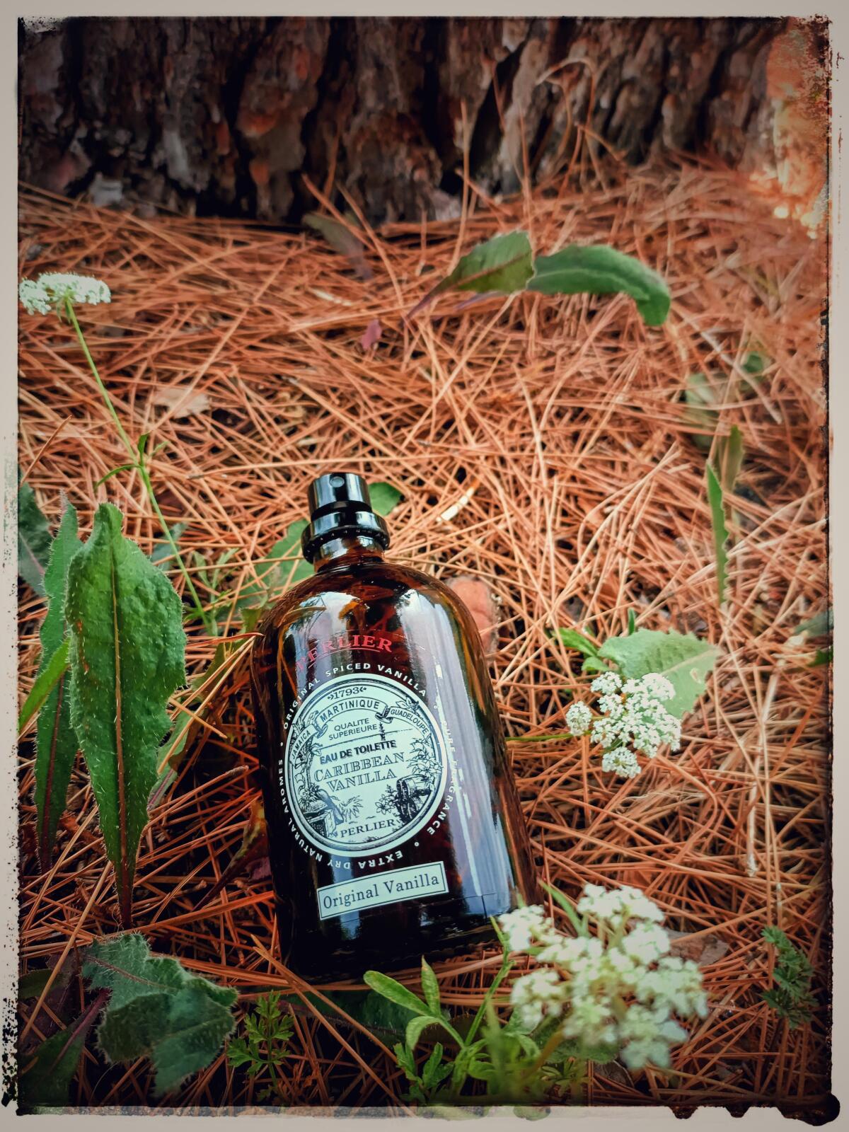عطر ادکلن کریبین اورجینال وانیلا پرلیر - Caribbean Original Vanilla Perlier - بررسی، قیمت و خرید
