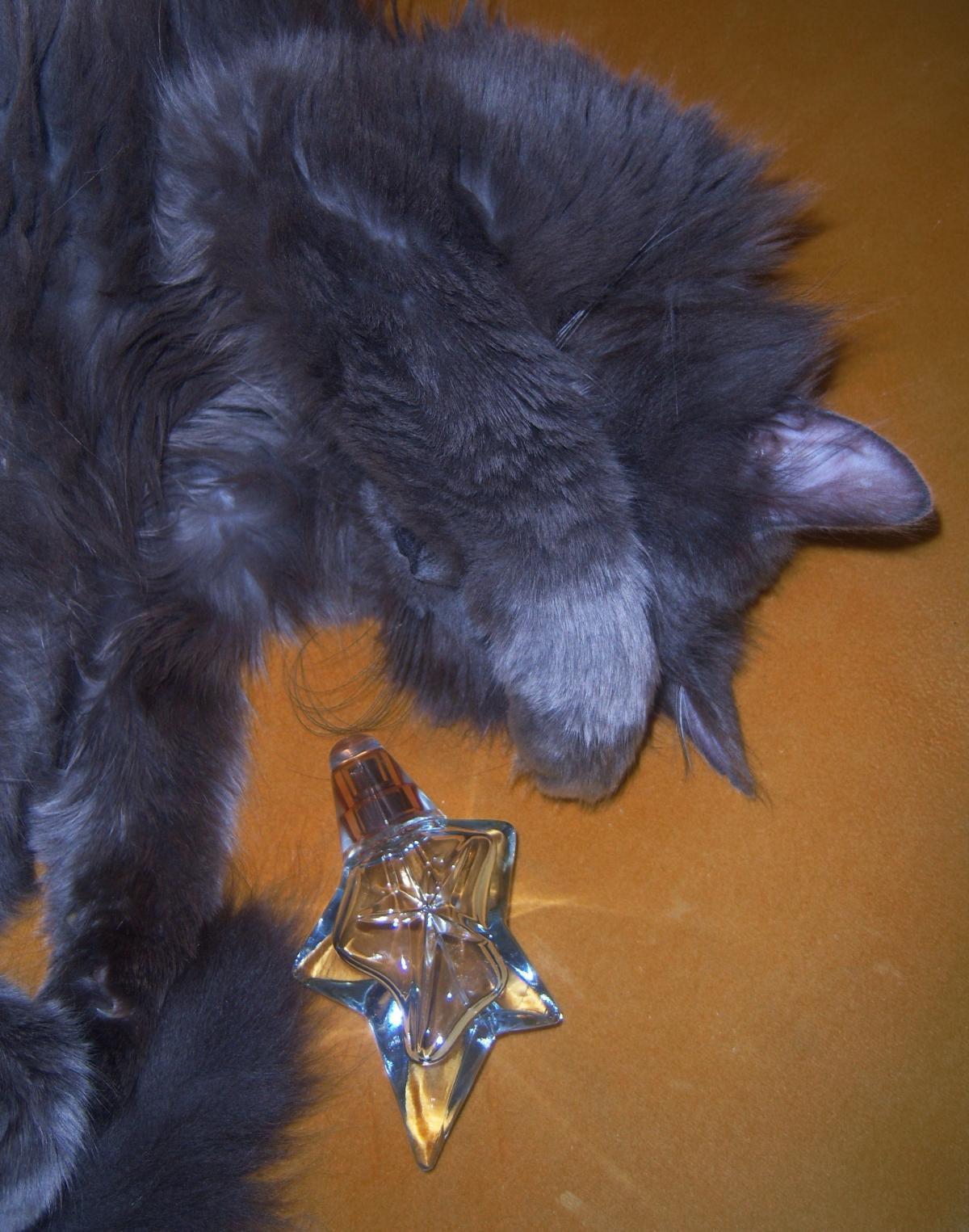 عطر ادکلن انجل اتوال سدیوزانت موگلر - Angel Etoile Seduisante Mugler - بررسی، قیمت و خرید