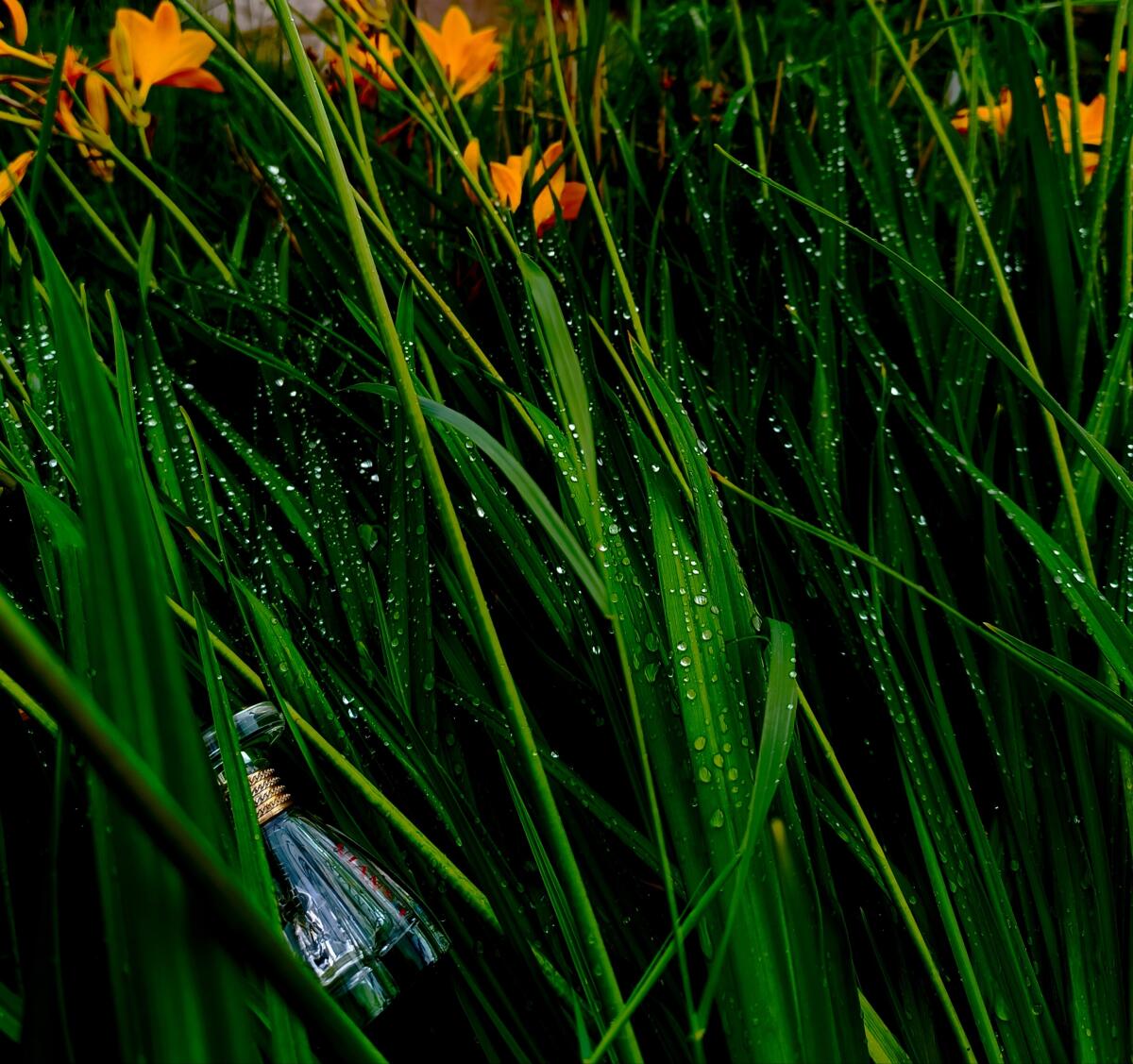 عطر ادکلن مادِرن پرینسس لنوین - Modern Princess Lanvin - بررسی، قیمت و خرید