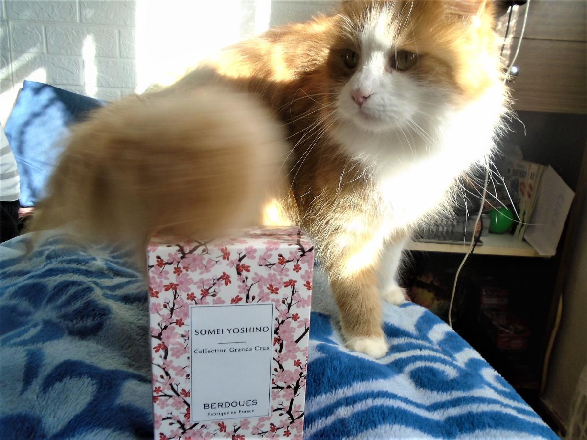 عطر ادکلن سومی یوشینو پرفیوم بردوس - Somei Yoshino Parfums Berdoues - بررسی، قیمت و خرید