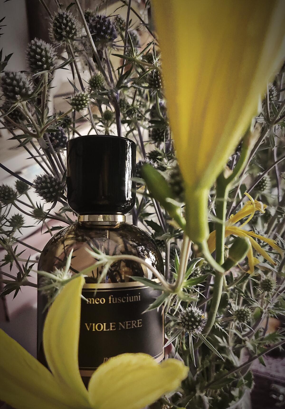 عطر ادکلن ویوله نره میو فوشیونی - Viole Nere Meo Fusciuni - بررسی، قیمت و خرید