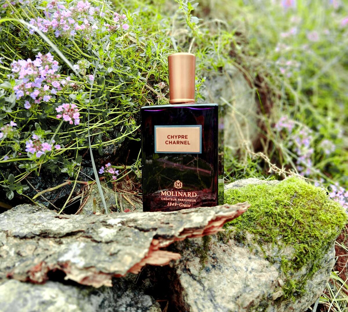 عطر ادکلن چیپر شارنل مولینارد - Chypre Charnel Molinard - بررسی، قیمت و خرید