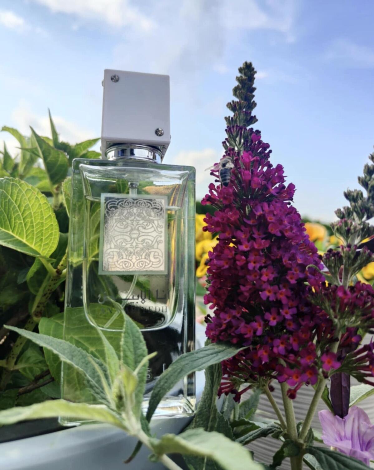 عطر ادکلن آنا عبید لطافه پرفیوم - Ana Abiyedh Lattafa Perfumes - بررسی، قیمت و خرید