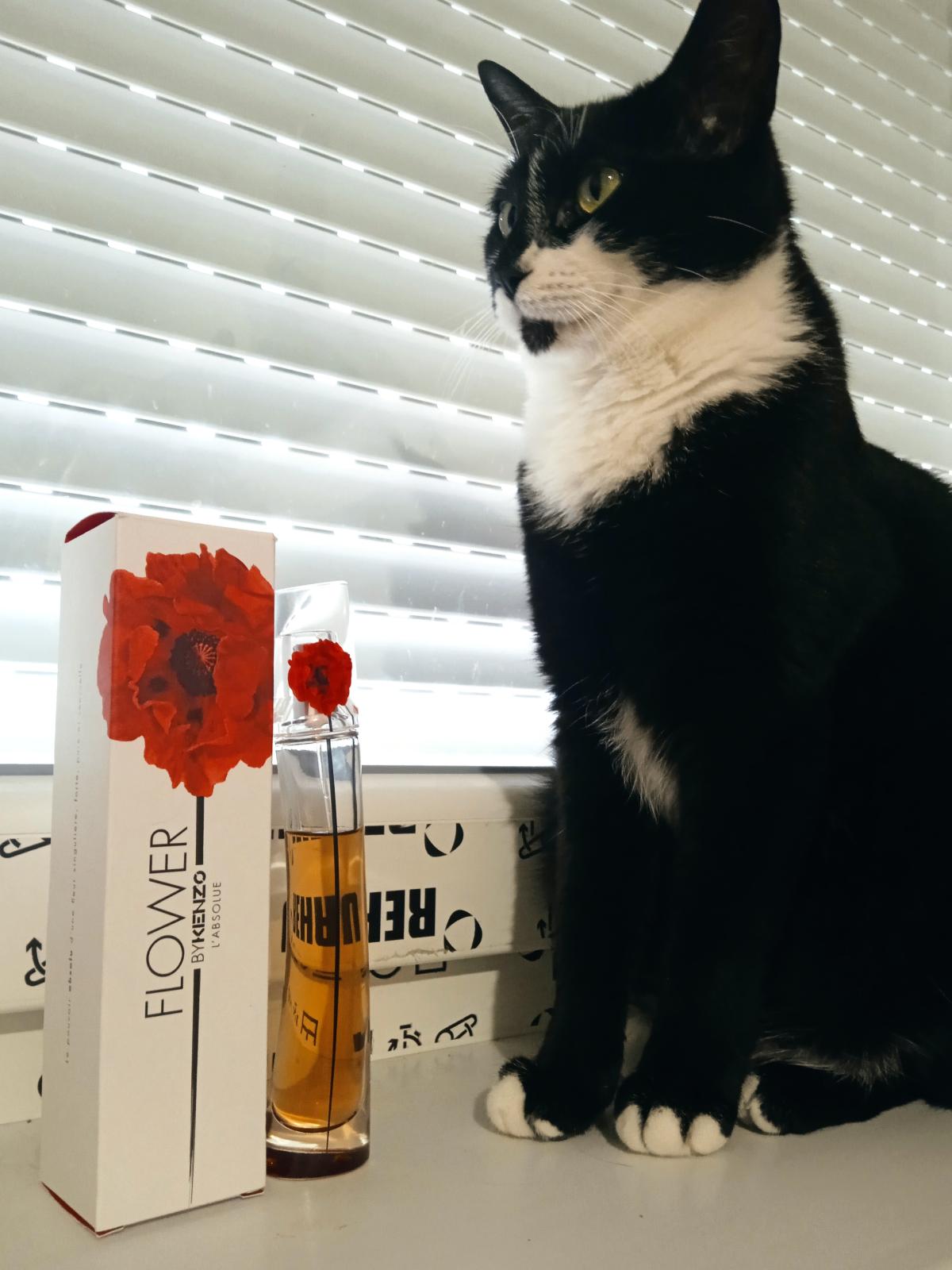 عطر ادکلن فلاور بای کنزو الابسولو کنزو - Flower by Kenzo L'Absolue Kenzo - بررسی، قیمت و خرید