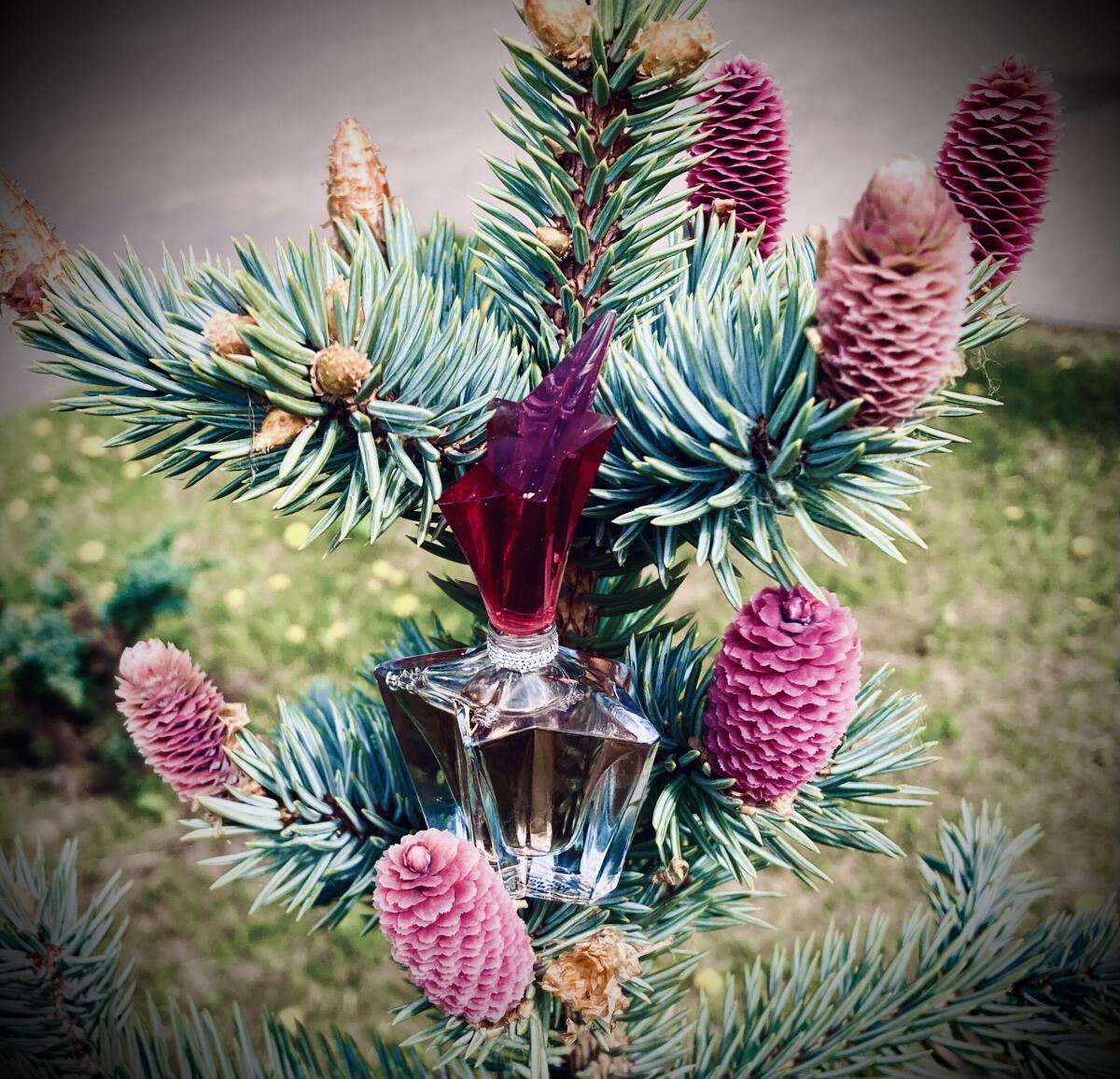 عطر ادکلن انجل گاردن آف استارز - لا رز انجل ماگلر - Angel Garden Of Stars - La Rose Angel Mugler - بررسی، قیمت و خرید