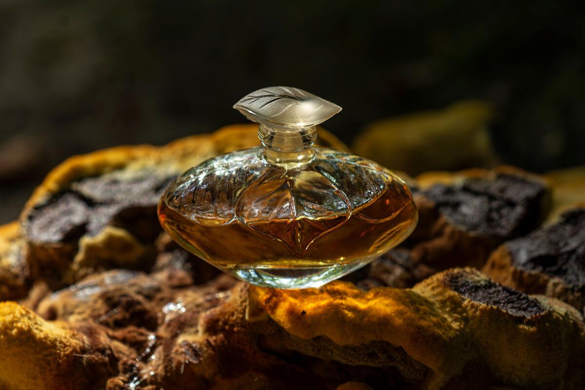 عطر ادکلن اِل لانچتی - Elle Lancetti - بررسی، قیمت و خرید