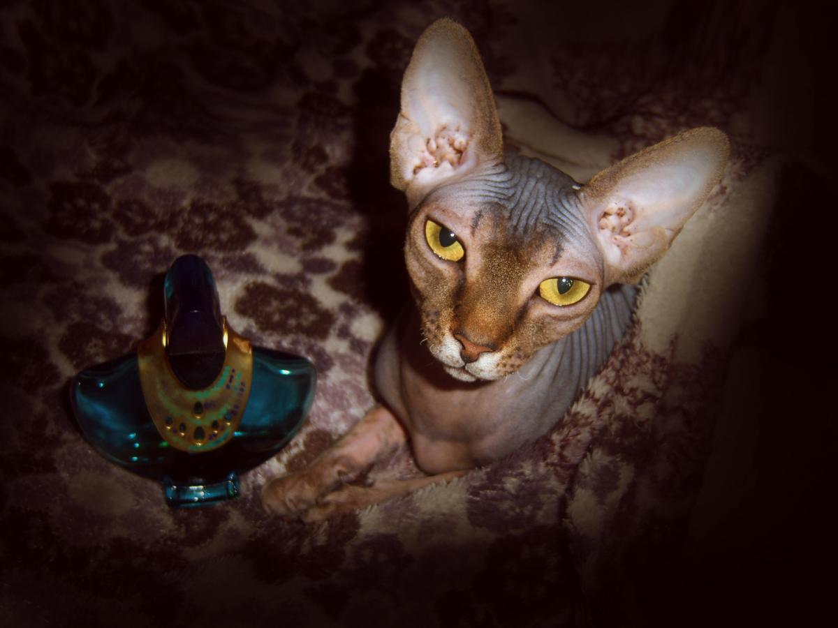 عطر ادکلن ولی‌دس‌روآ میرا تکلا - Vallee Des Rois Mira Takla - بررسی، قیمت و خرید